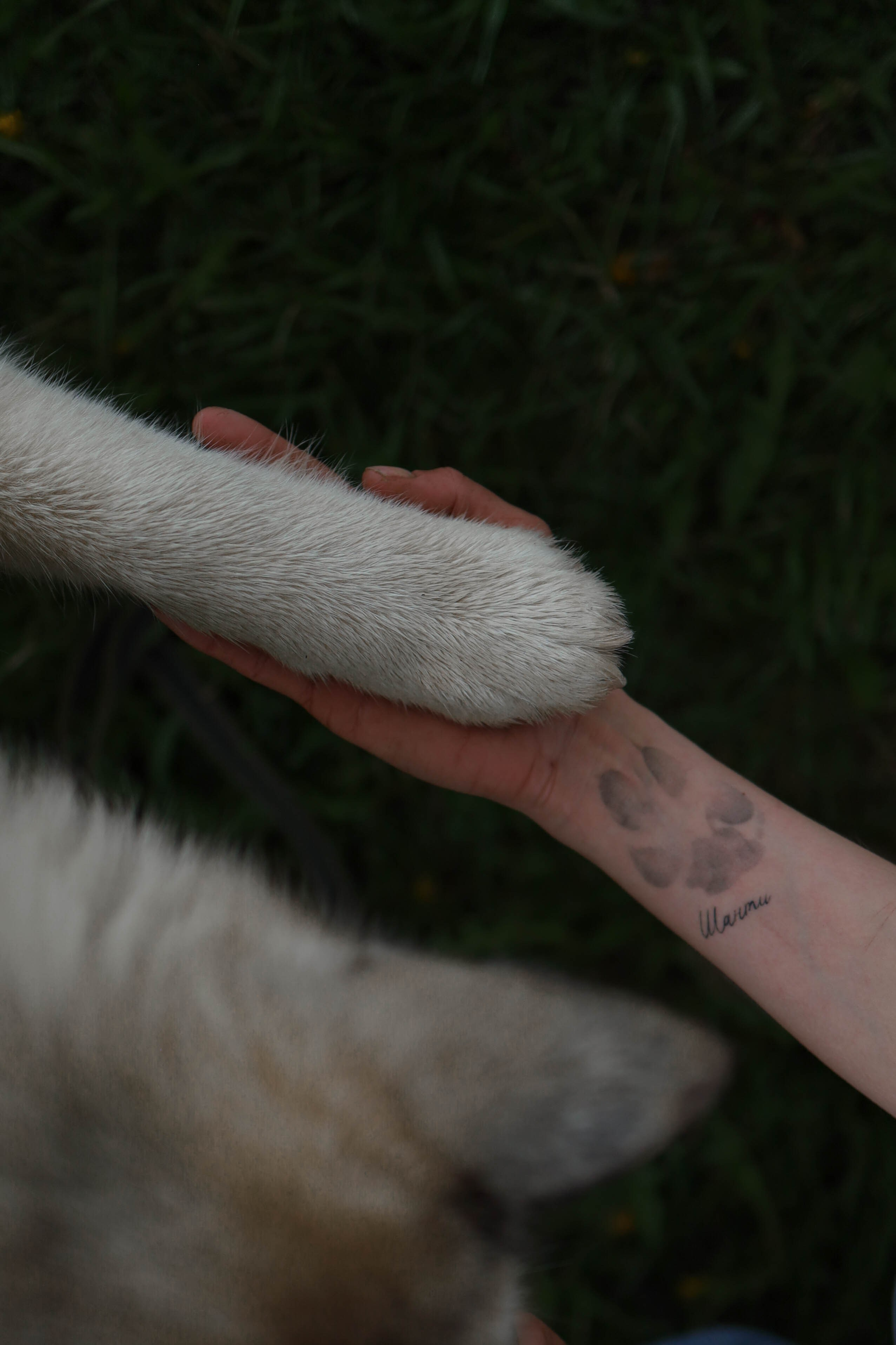 Шанти и Катя. Фотограф-анималист в Санкт-Петеребурге Титова Алиса