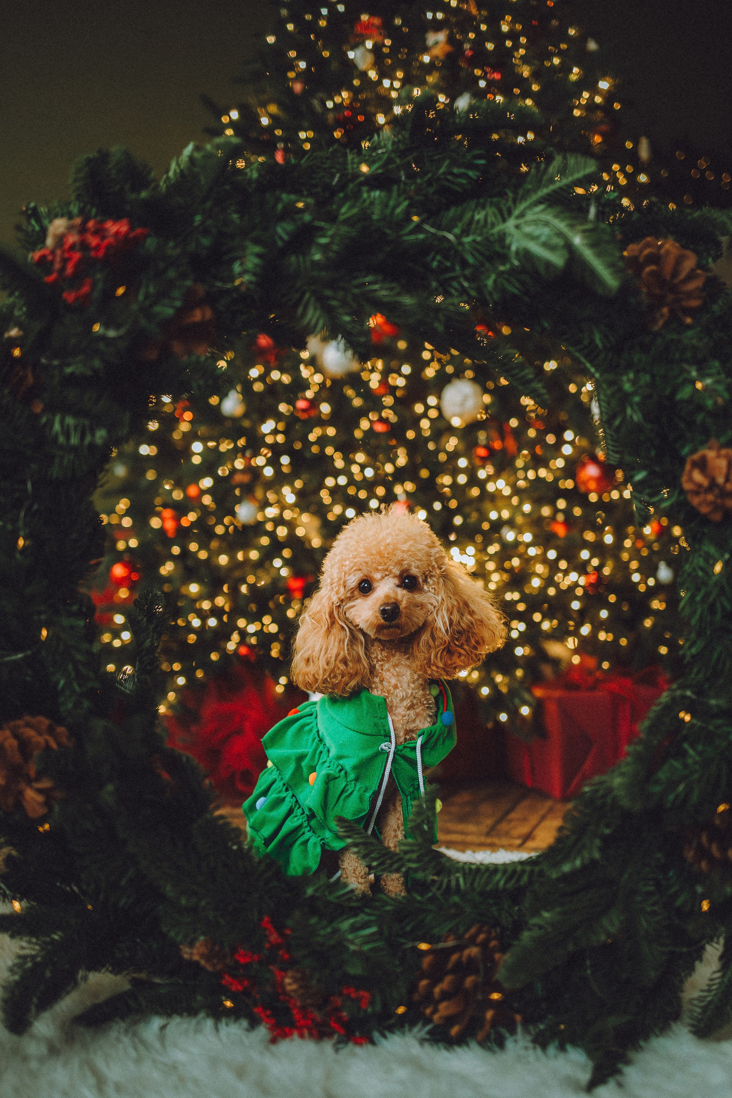 Джули, Шелли и их семья