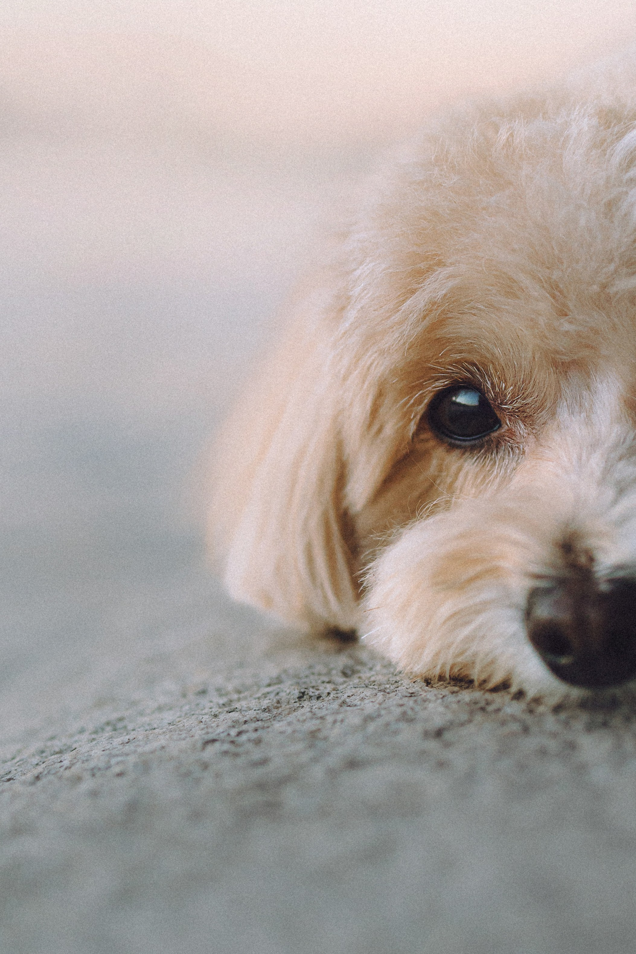 Настя и Симба