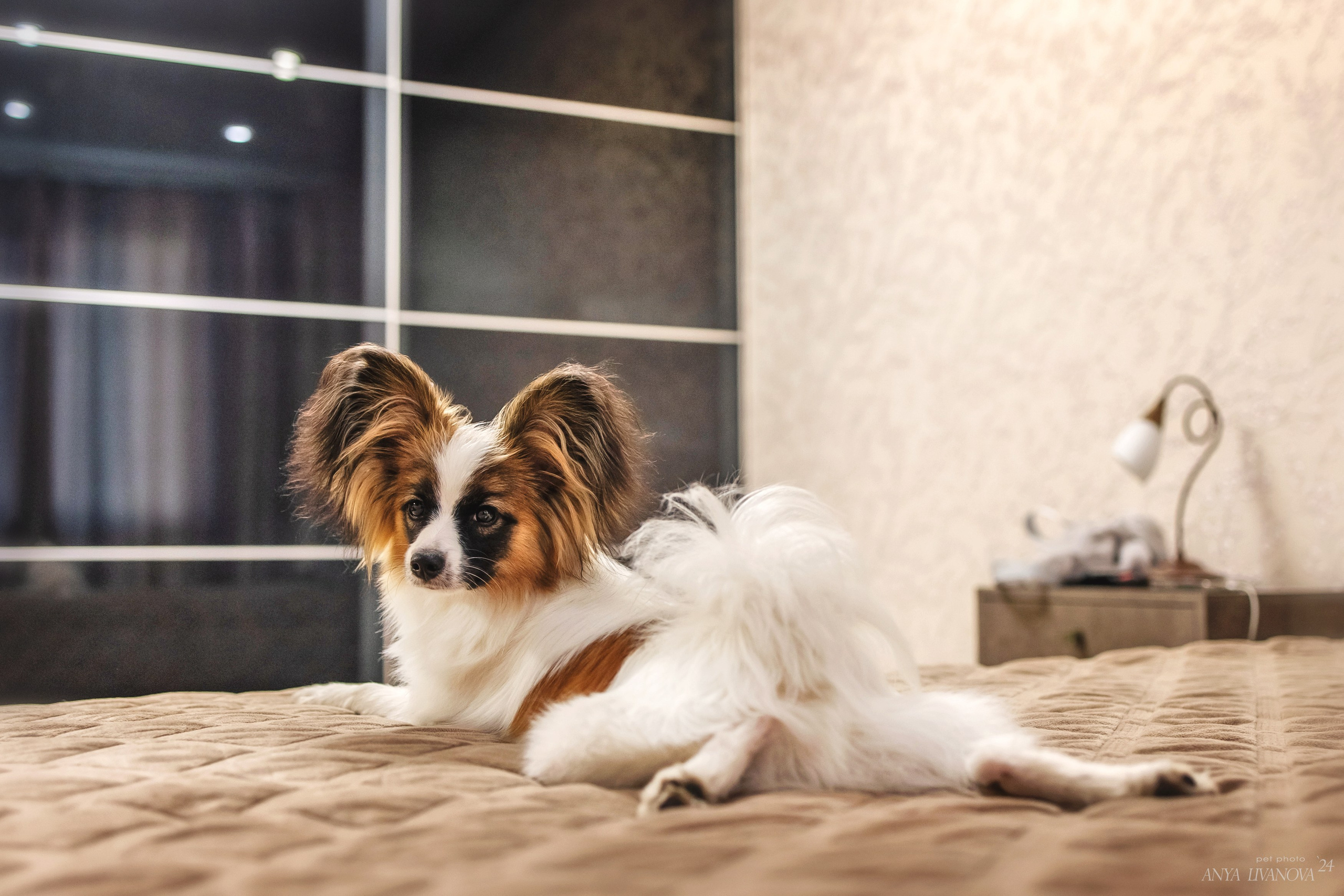 Хьюстон. Фотограф анималист Аня Ливанова | Рыбинск