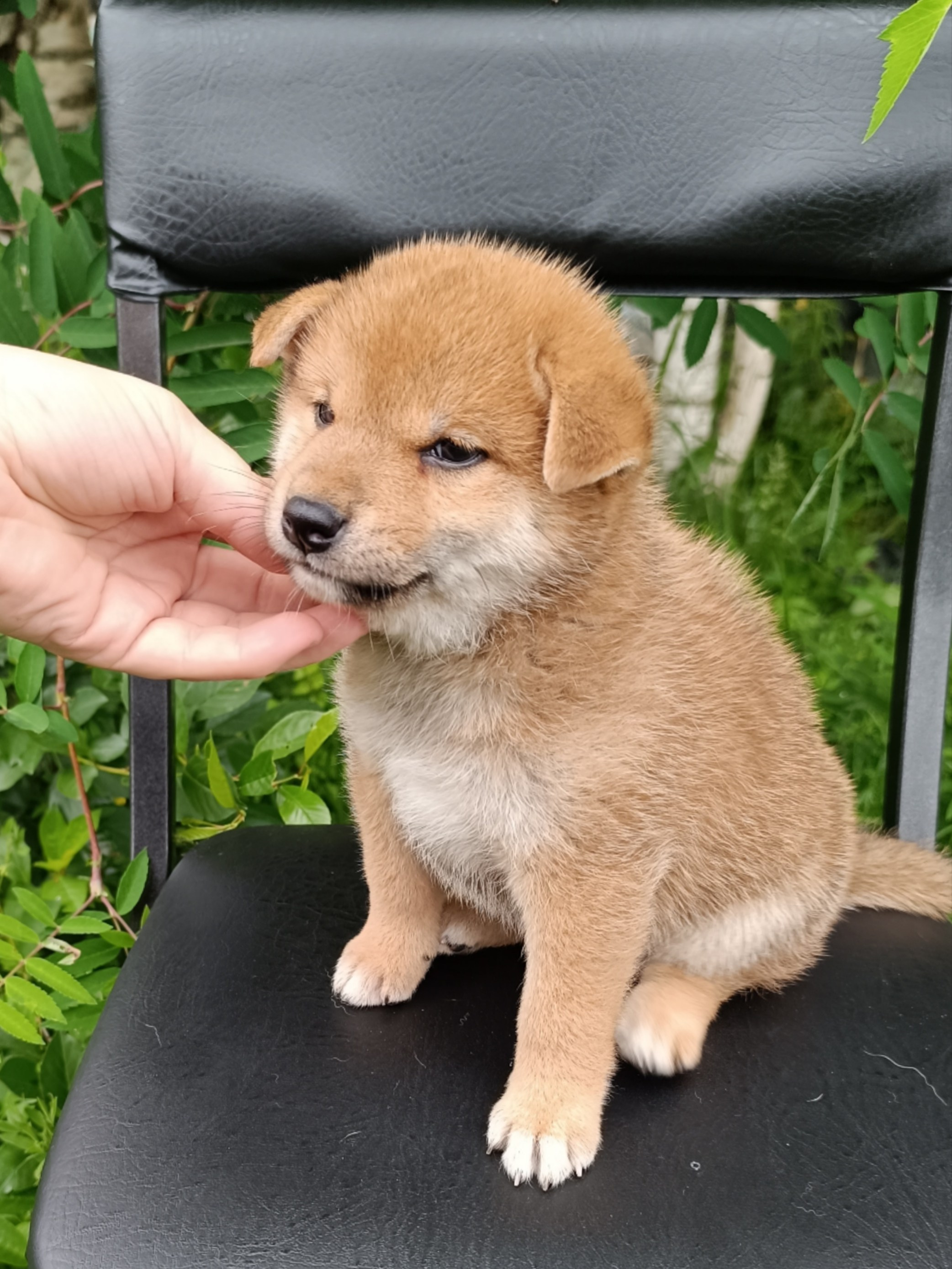 сиба питомник Рубилайт щенки на продажу rubylight  сиба щенки купить СПб Санкт-Петербург