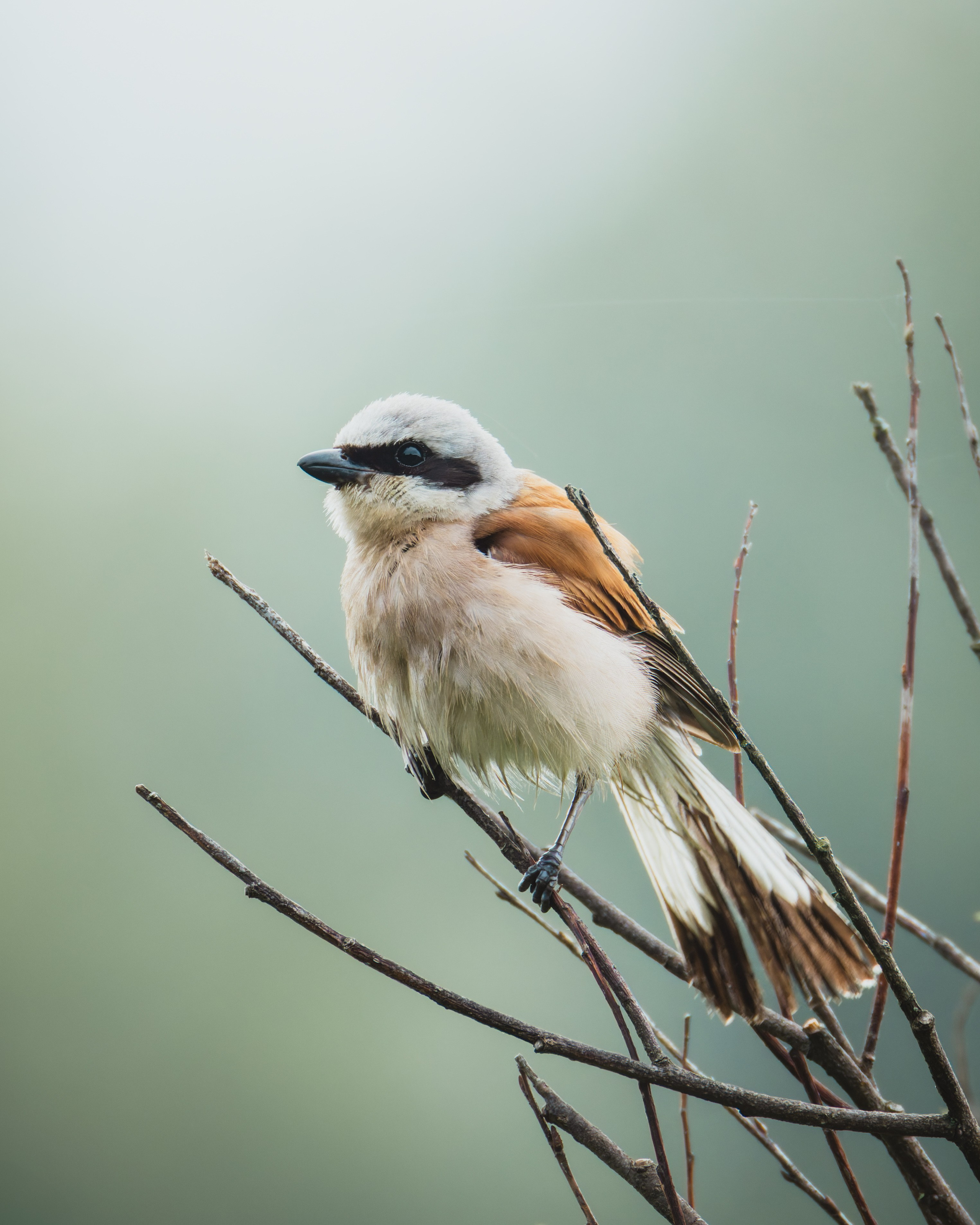 Lipetsk 2025. Anton Chernov | Wildlife photographer