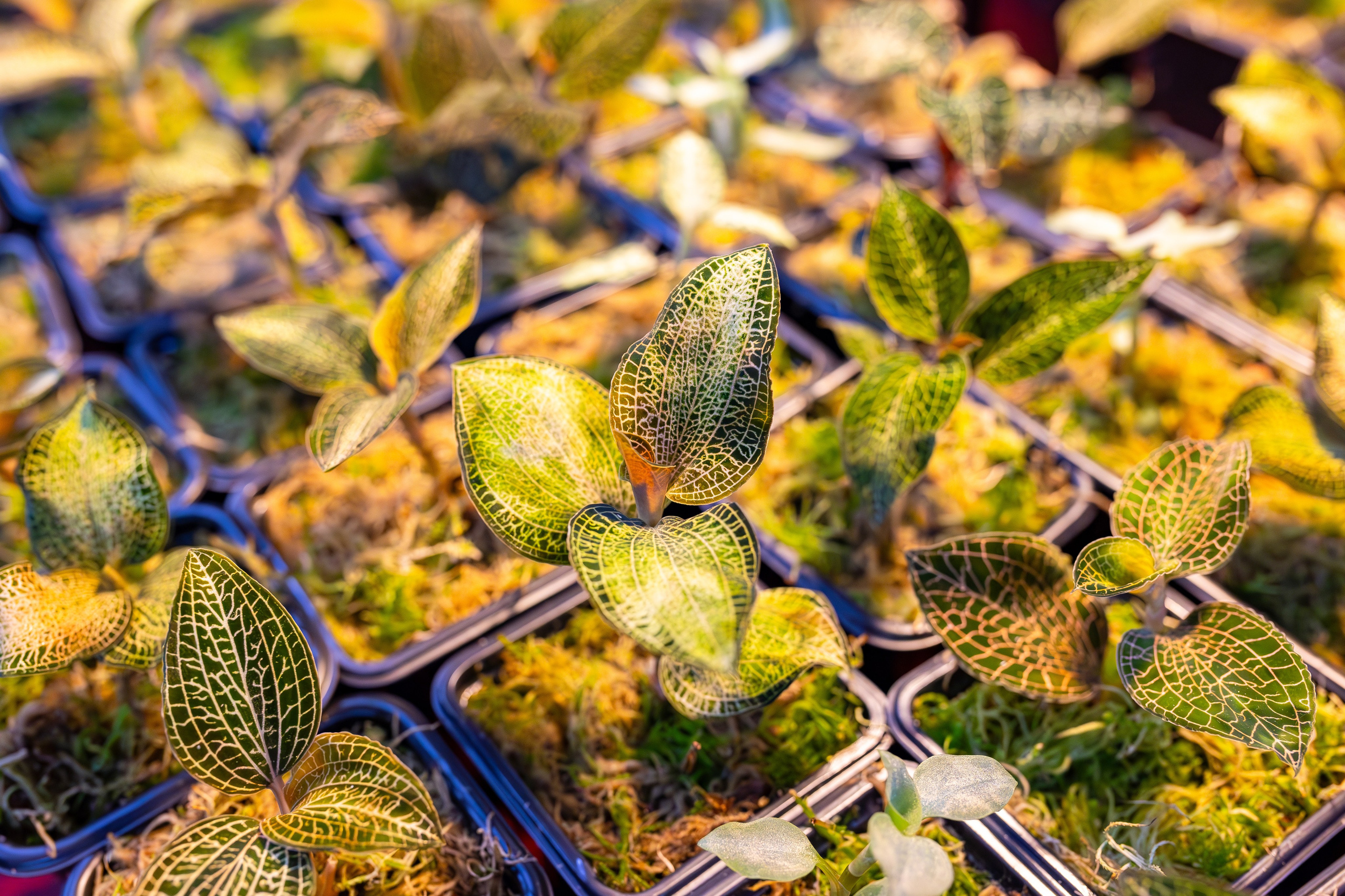 Орхидиум сентябрь 2025. Александра Куликова фотограф, Москва