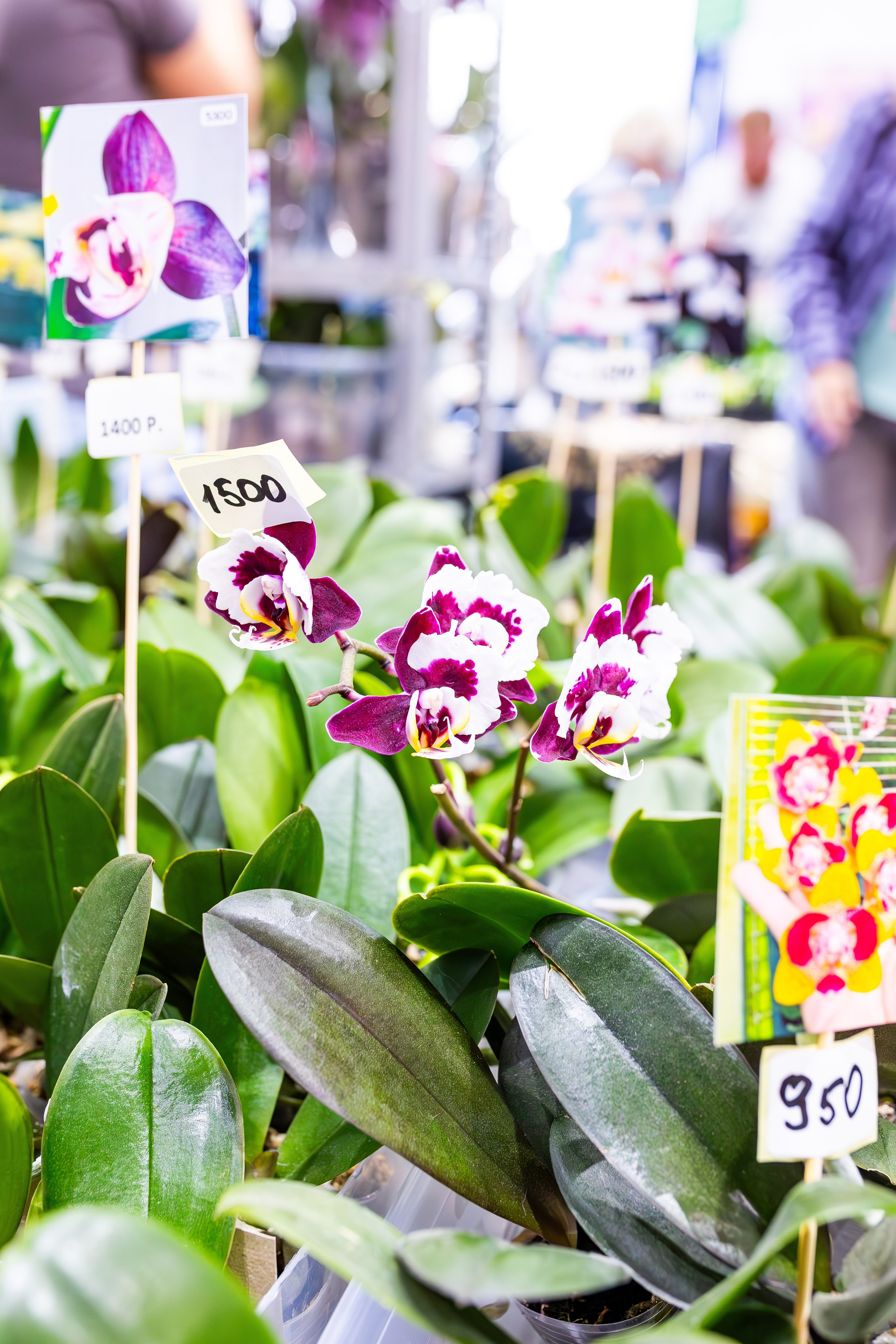 Орхидиум сентябрь 2025. Александра Куликова фотограф, Москва