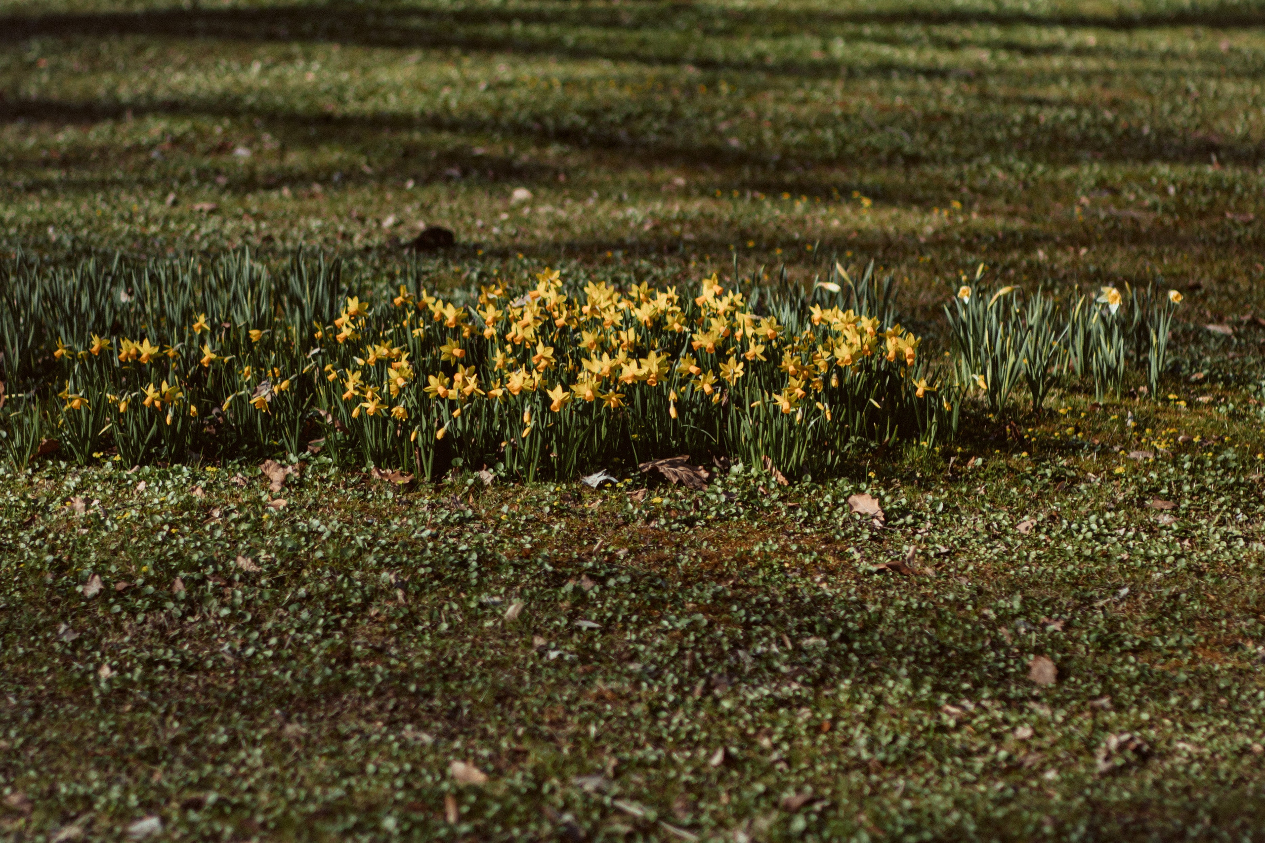 Петергоф нижний парк фото