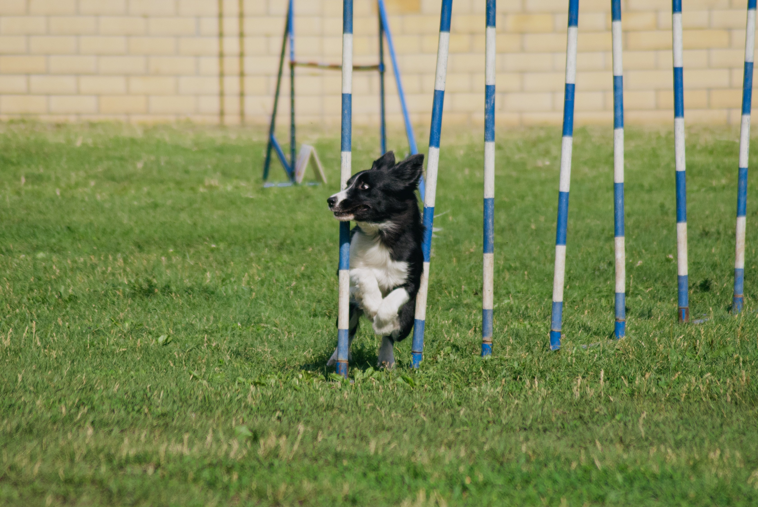 Аджилити. Фотограф в Тюмени Лизавета Сапицкая