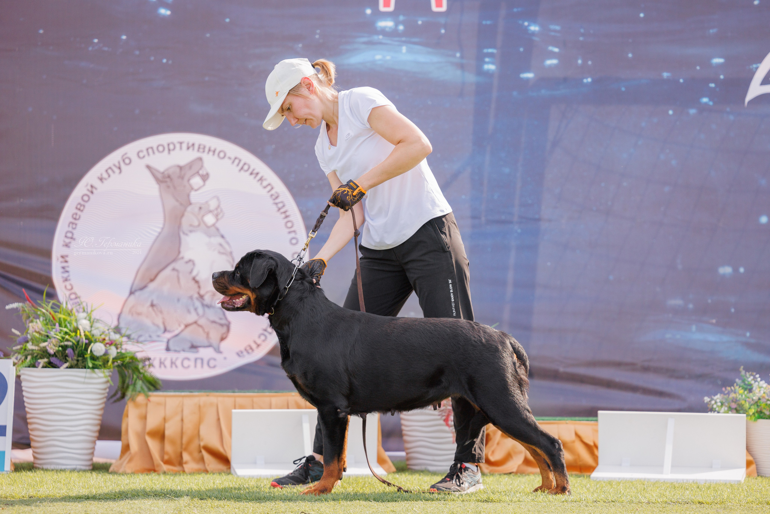 Анапа ротвейлеры 14-15.09.2024. Фотограф-анималист Юлия Германика