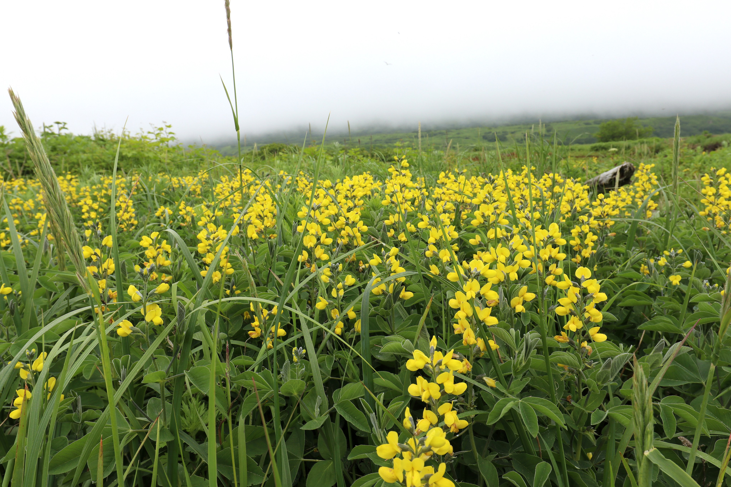 Камчатка и о. Парамушир. Июль 2024. Путешественник-фотограф из Санкт-Петербурга Татьяна Свистулина