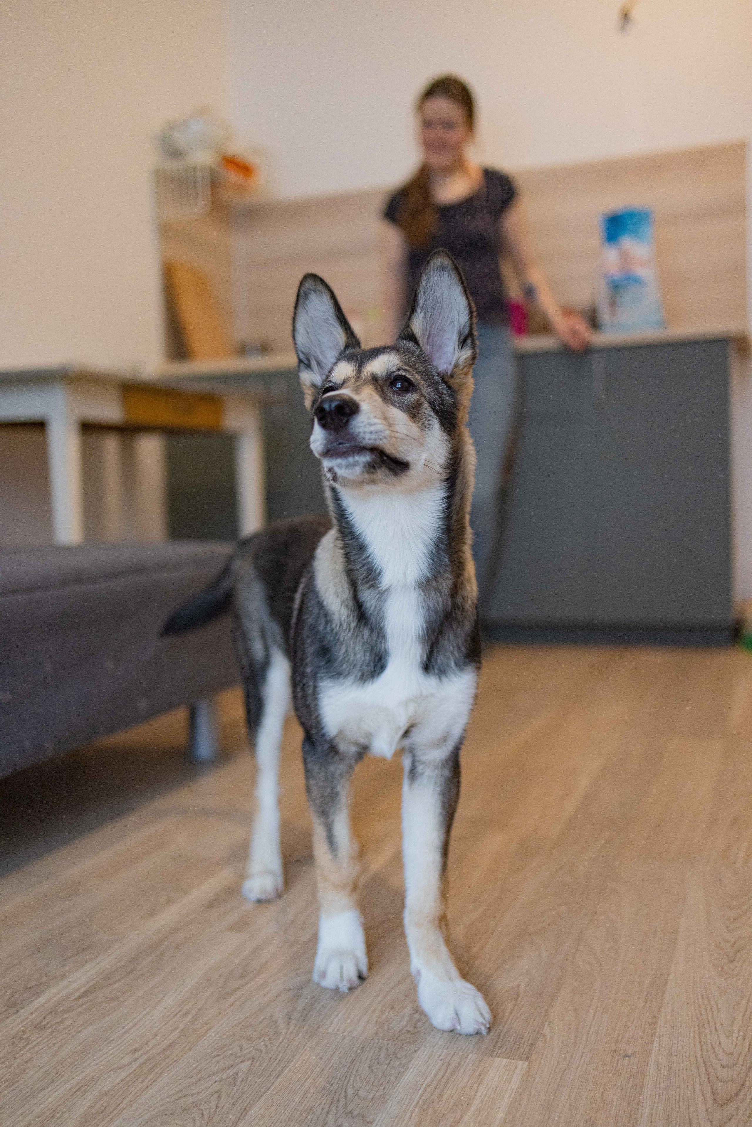 Шами. Фотограф-анималист в Москве Лера Черноног