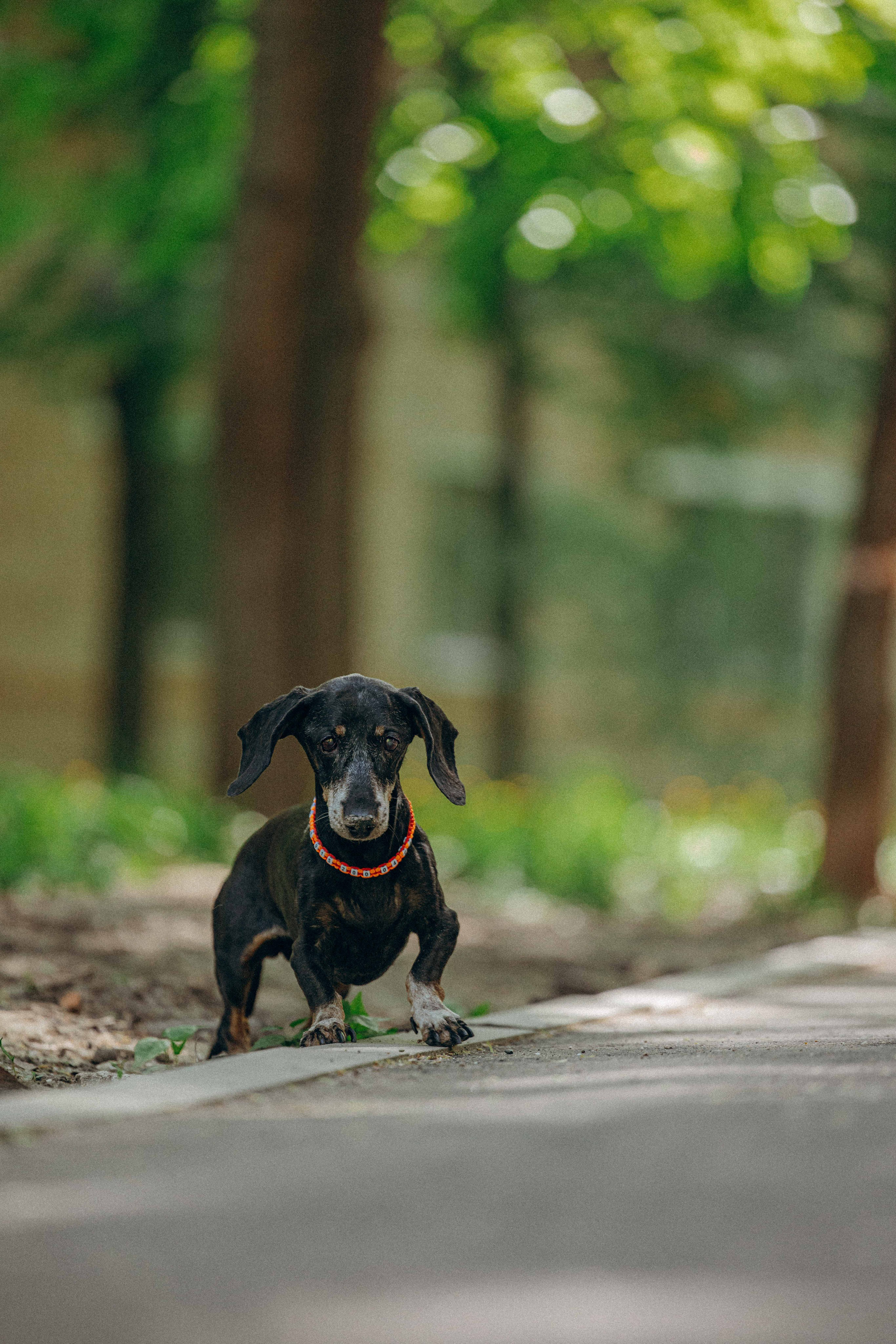 Наталья, Марфа и Норд. Фотограф-анималист в Москве Лера Черноног