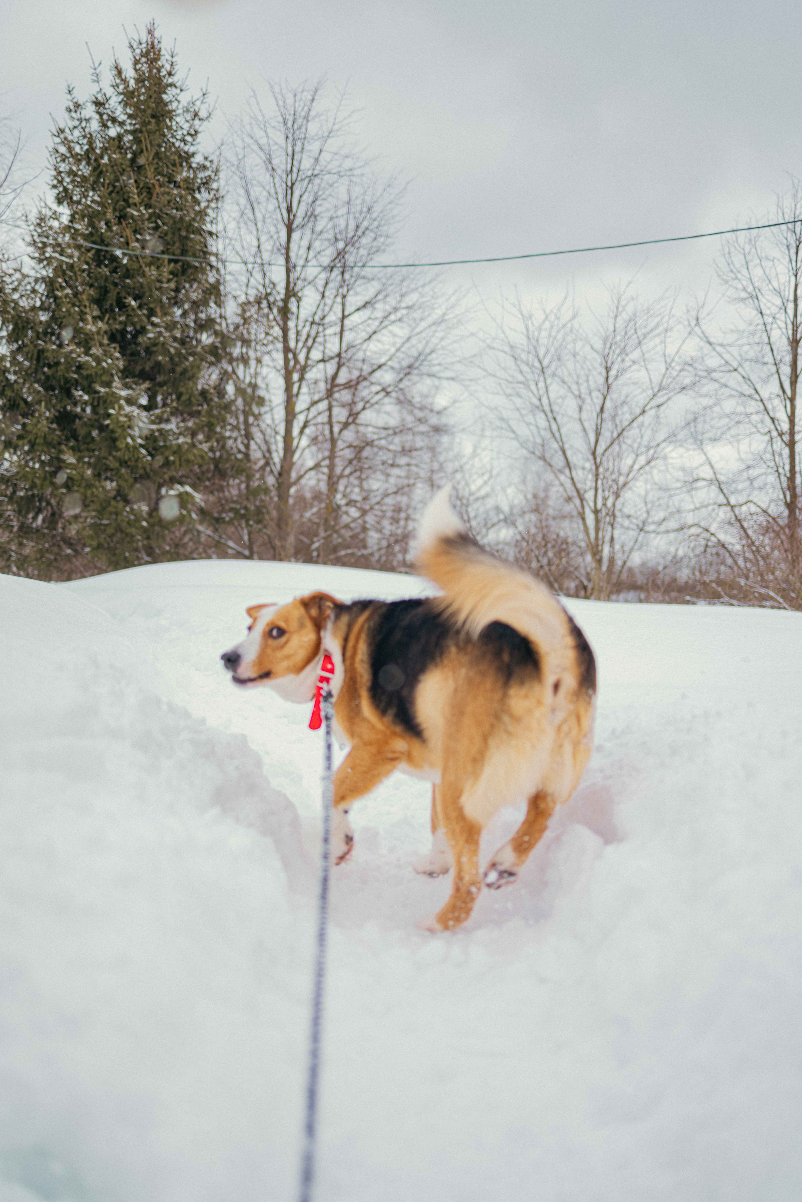 Петя. Фотограф-анималист в Москве Лера Черноног