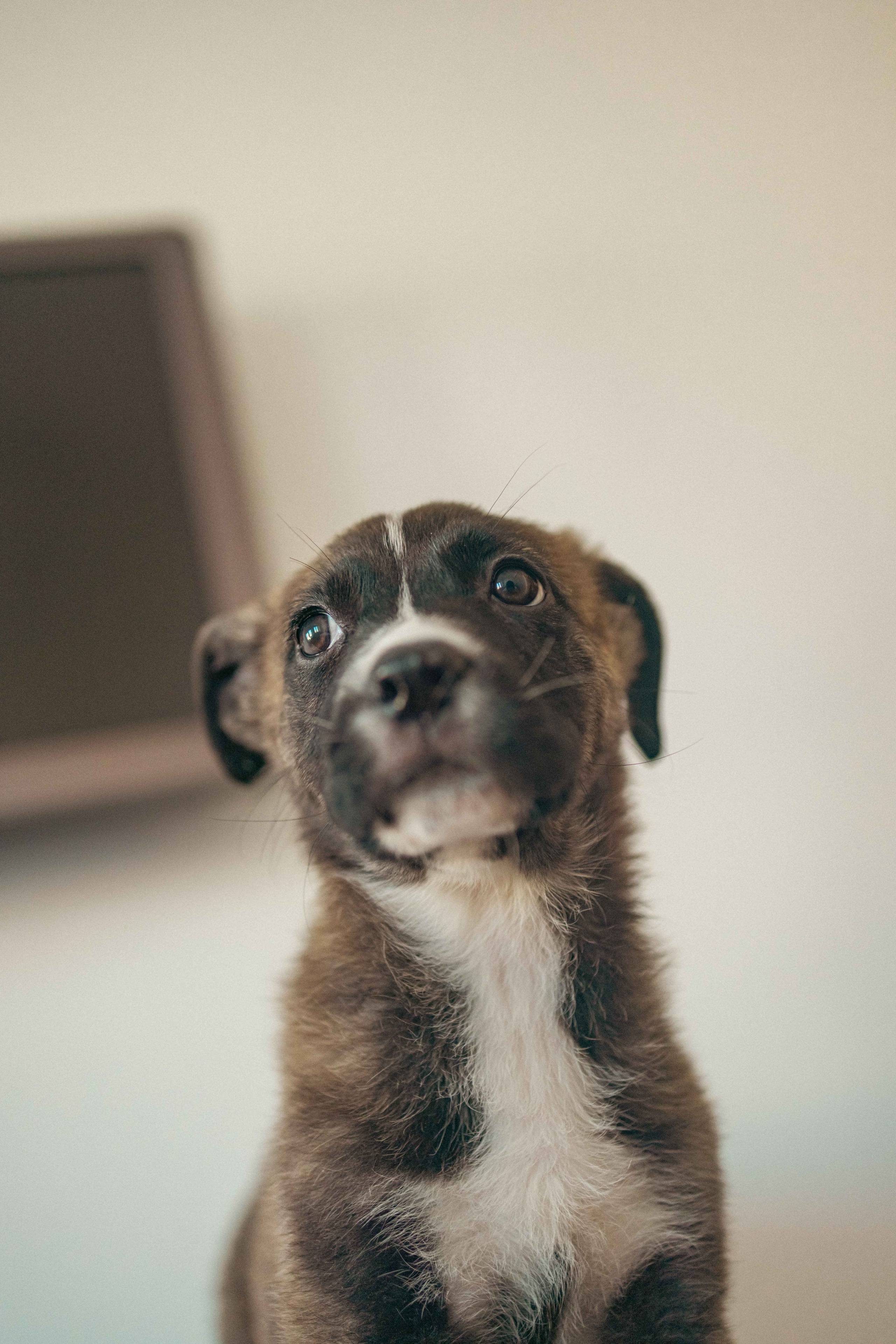 Гайка. Фотограф-анималист в Москве Лера Черноног