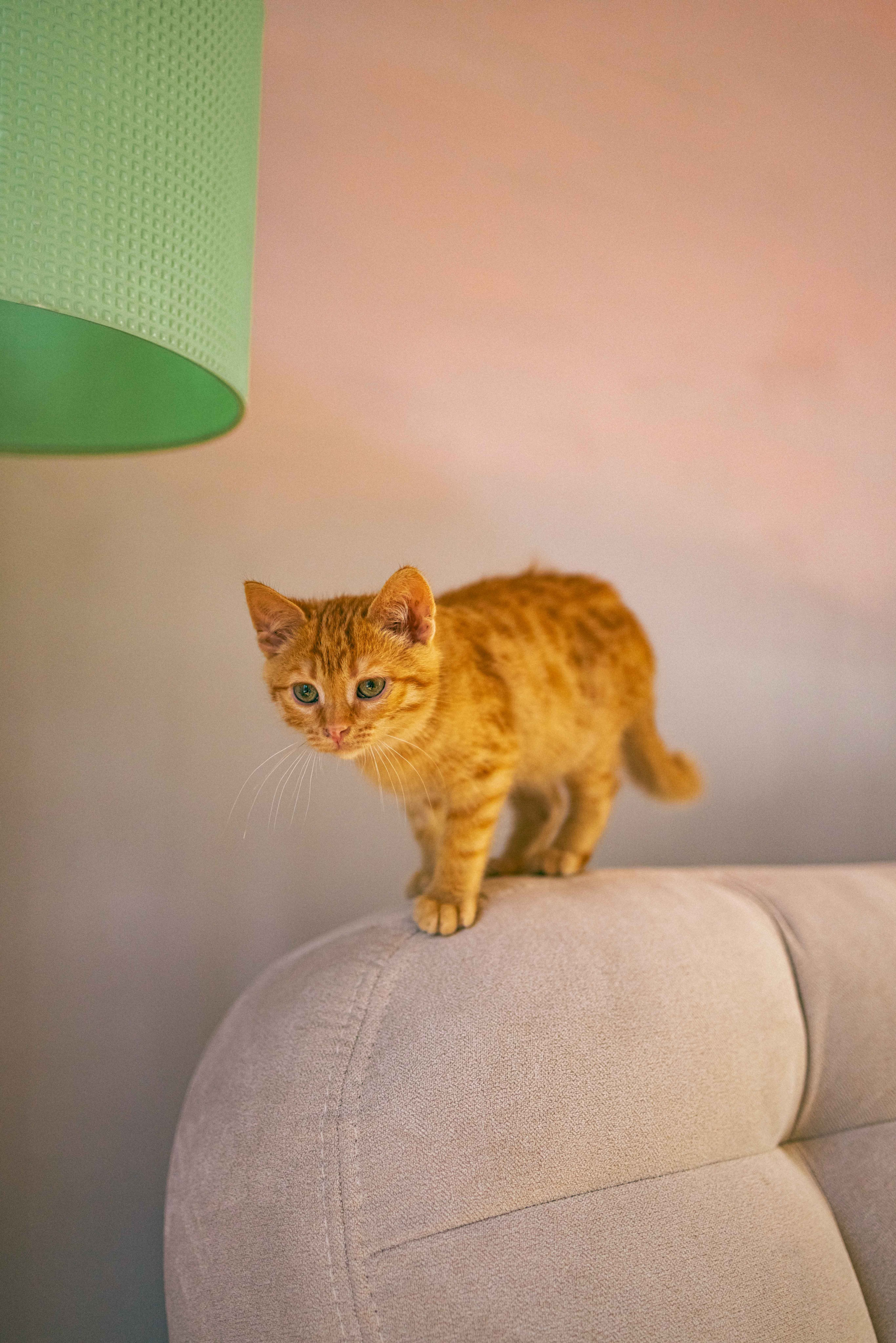 Кускус. Фотограф-анималист в Москве Лера Черноног