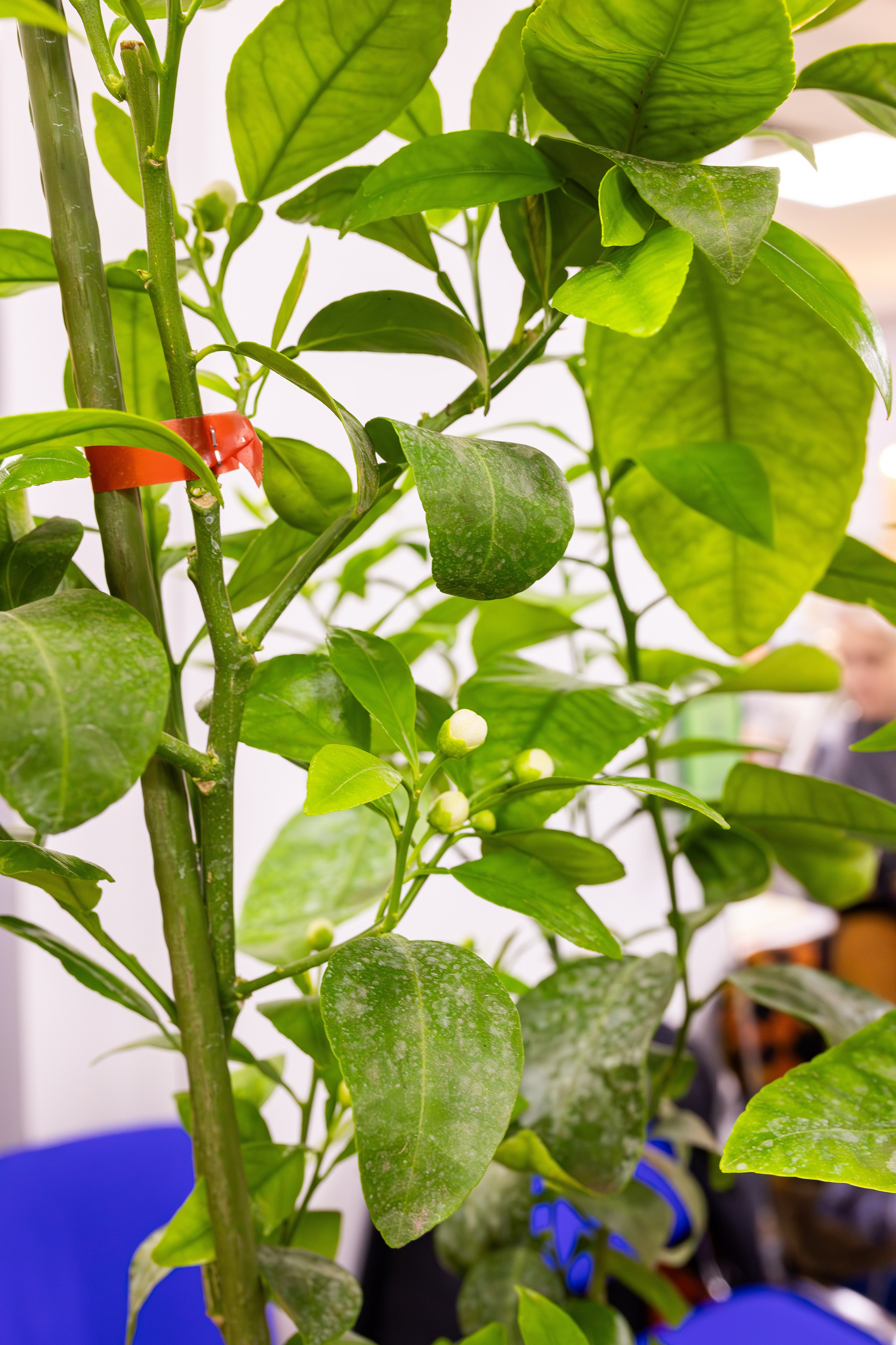 Орхидиум май 2025. Александра Куликова фотограф, Москва