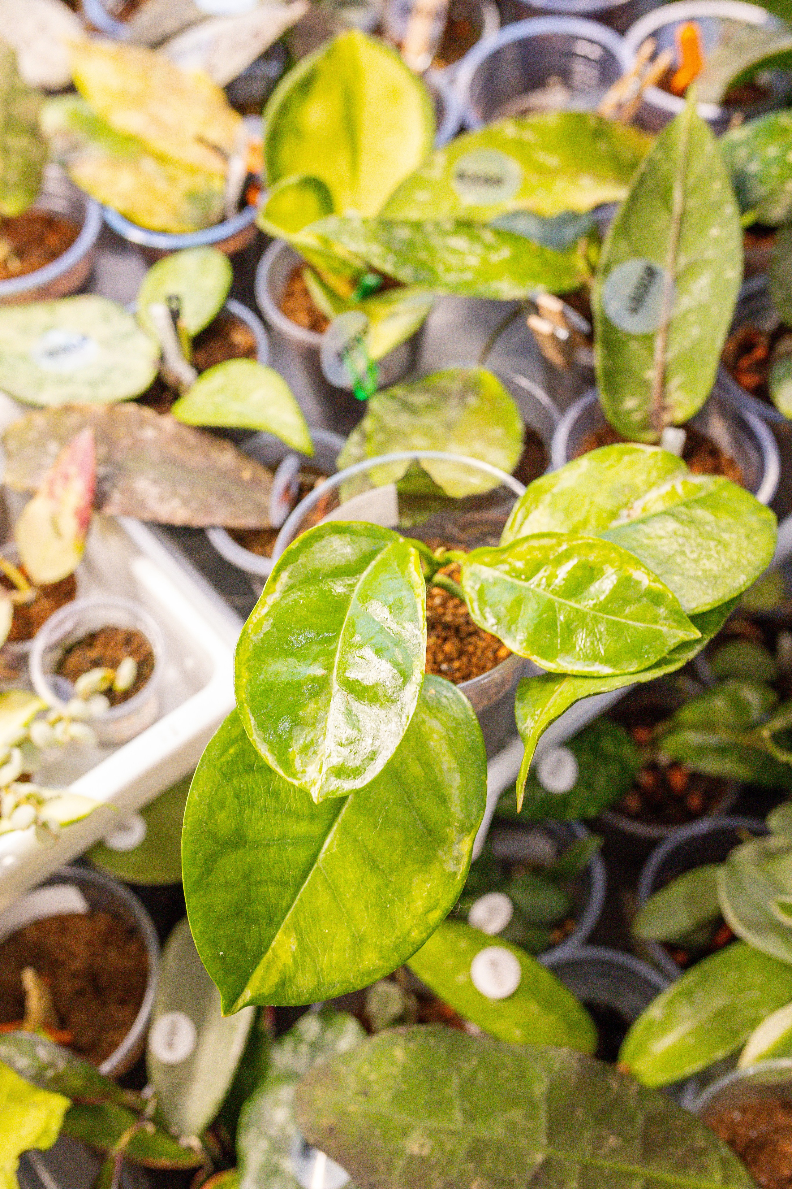 Монстериум 11–12 октября. Александра Куликова фотограф, Москва