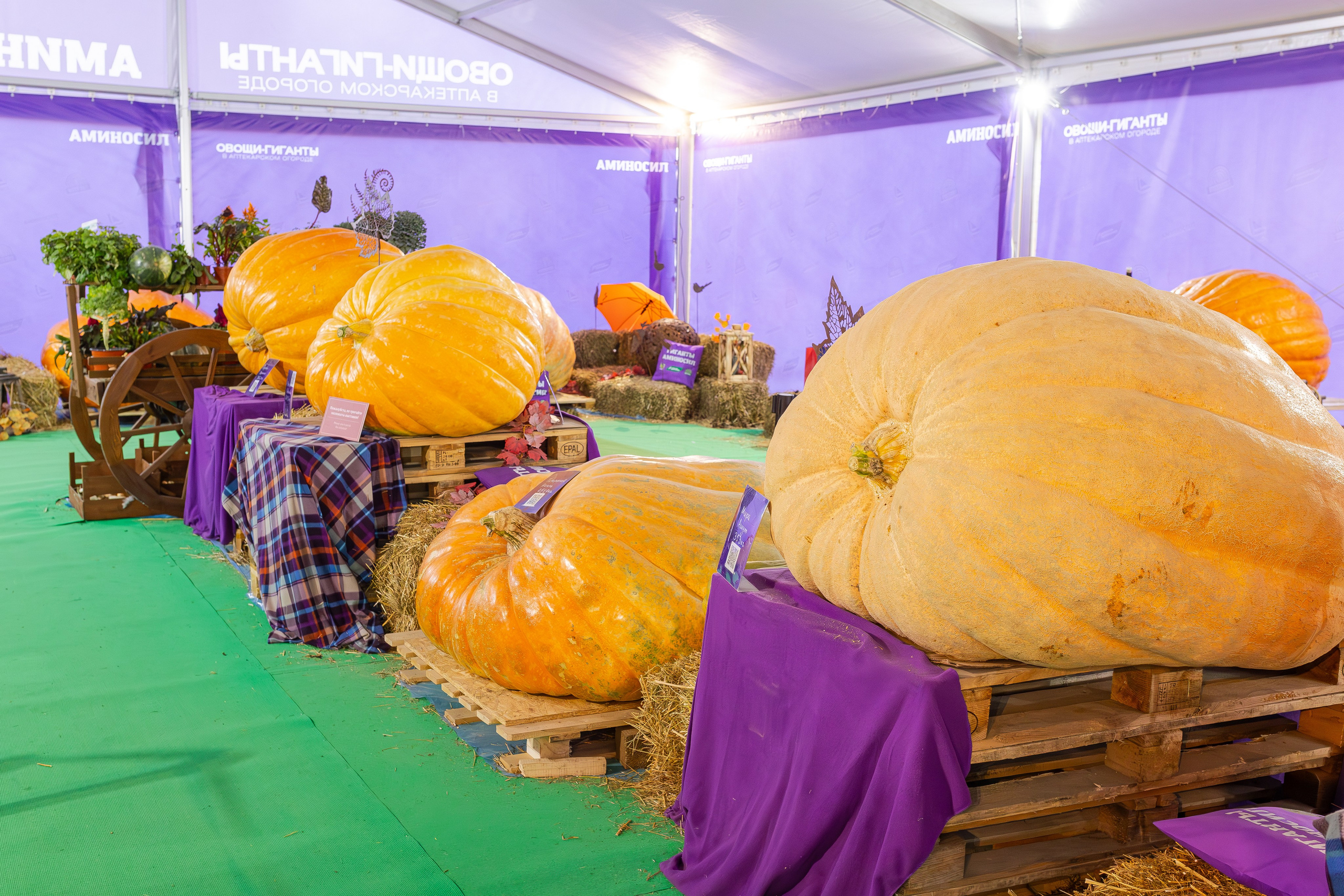 Овощи-гиганты. Александра Куликова фотограф, Москва