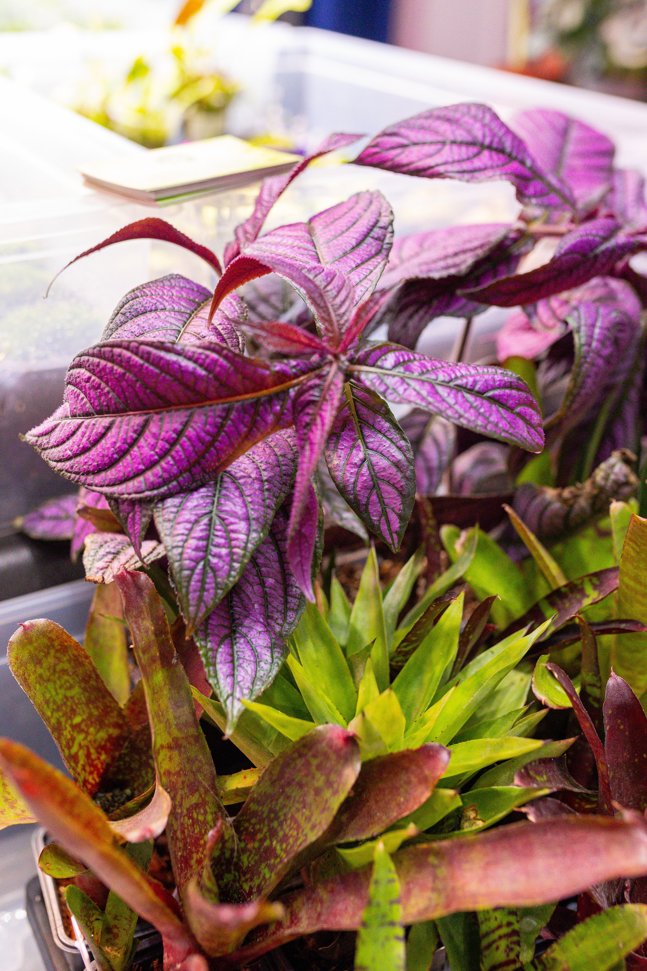 Монстериум 11–12 октября. Александра Куликова фотограф, Москва