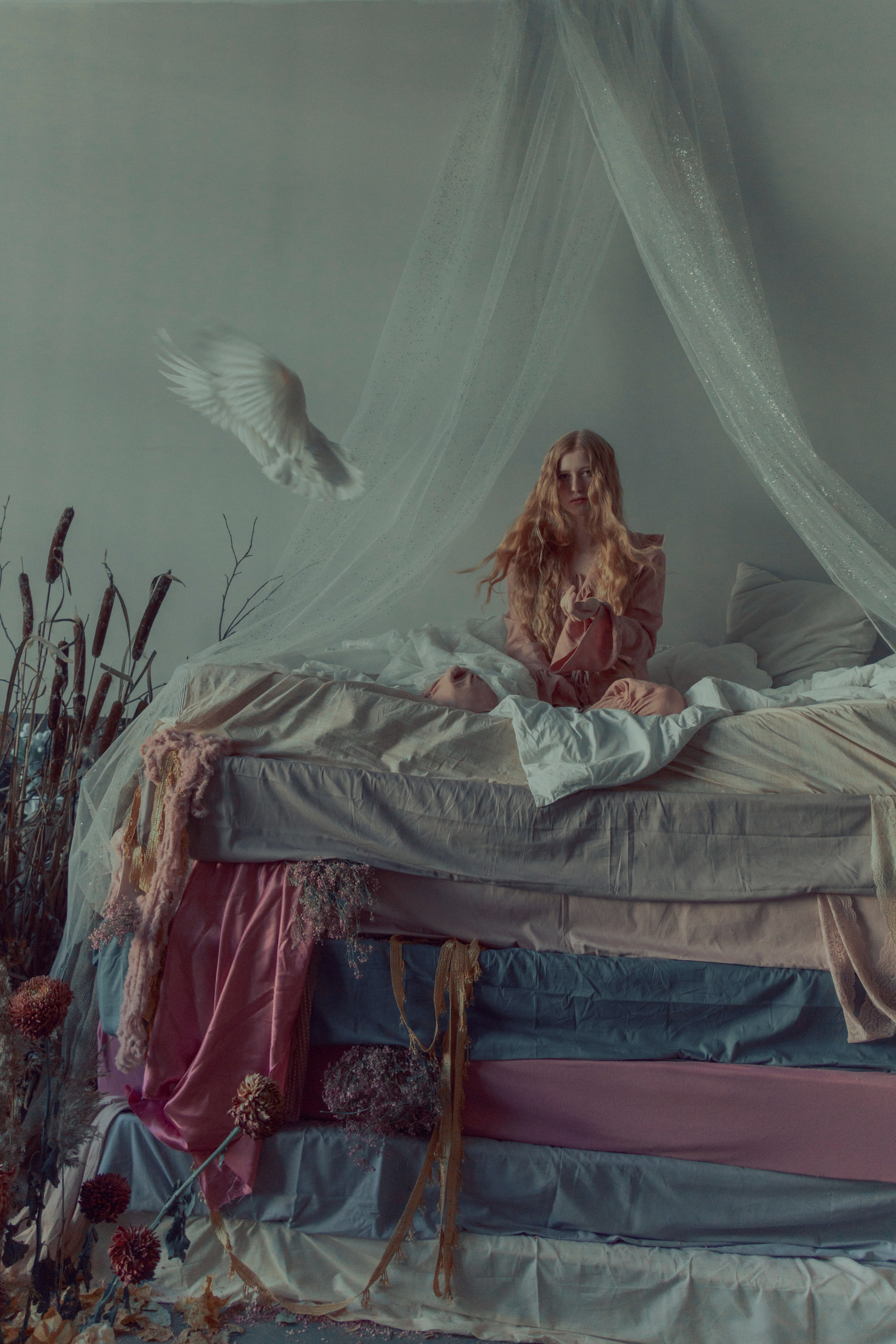 Голубь. Фотограф Anita Mivchas