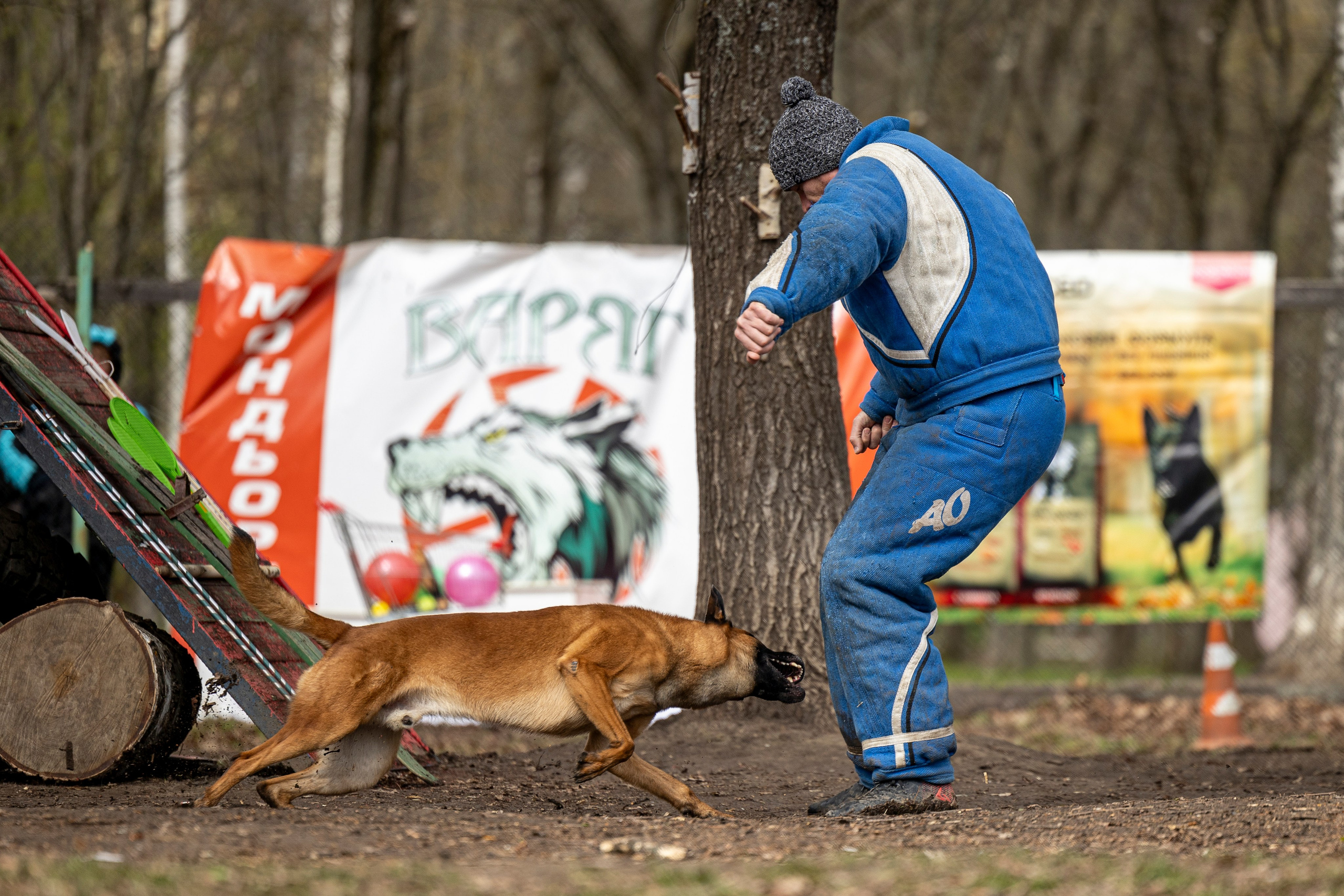 Квалификационные состязания по мондьорингу г. Вологда 11.05.24. Фотограф-анималист Анна Маринич