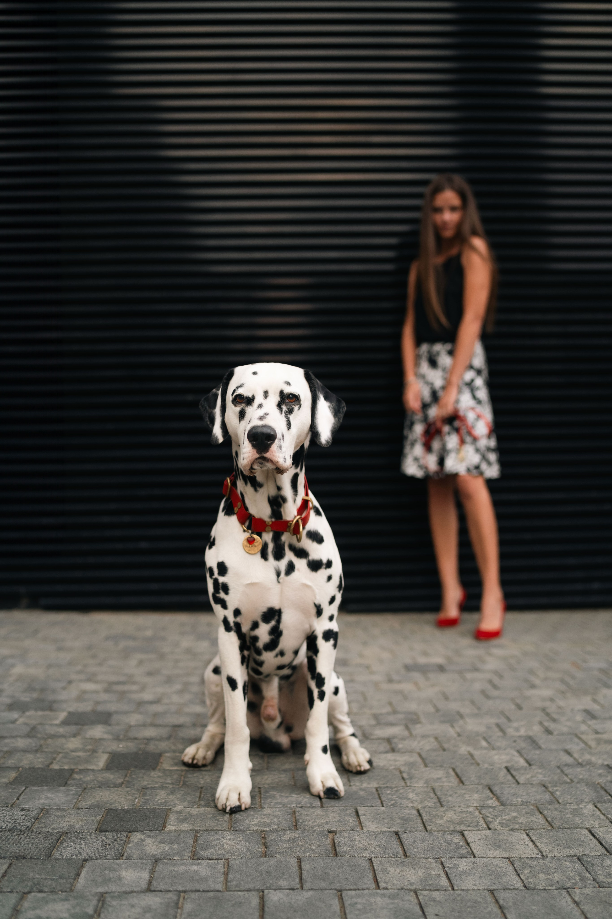 1 Далматин. Фотограф анималист