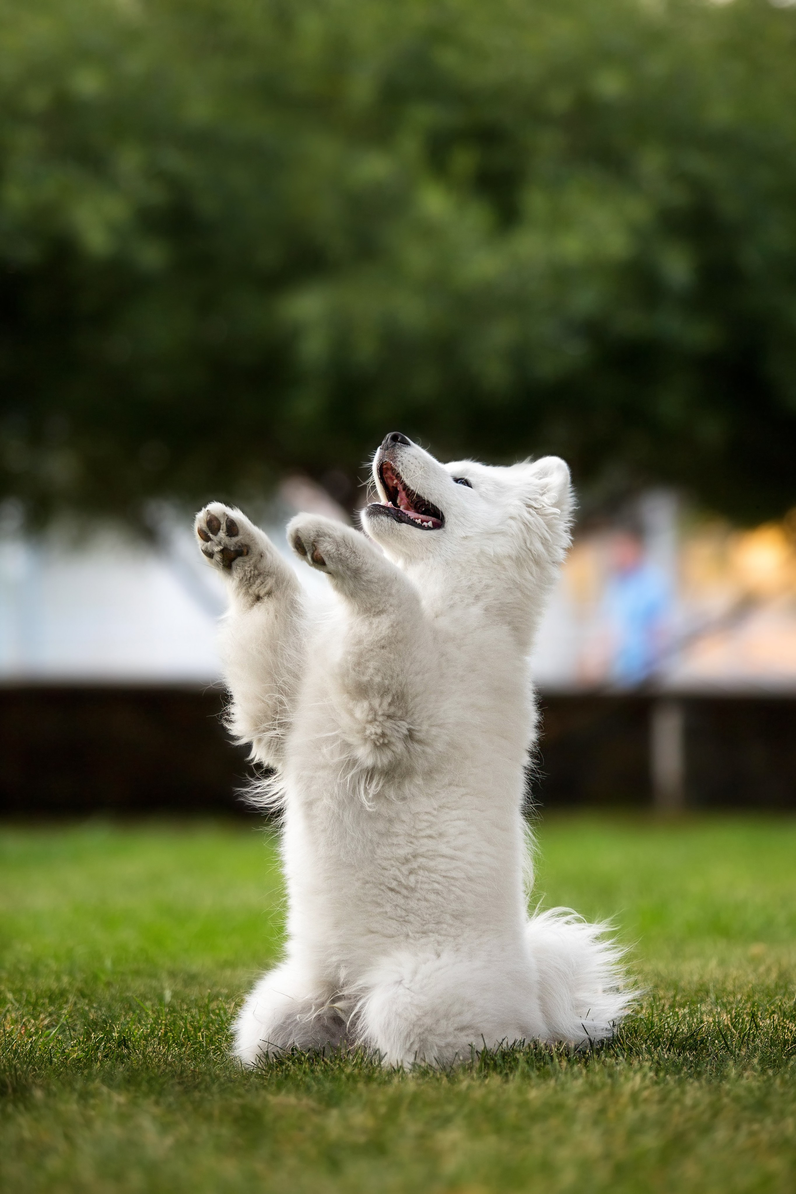 Анастасия, Евгений и самоед Ройс. Https://moshkovaphoto.ru/