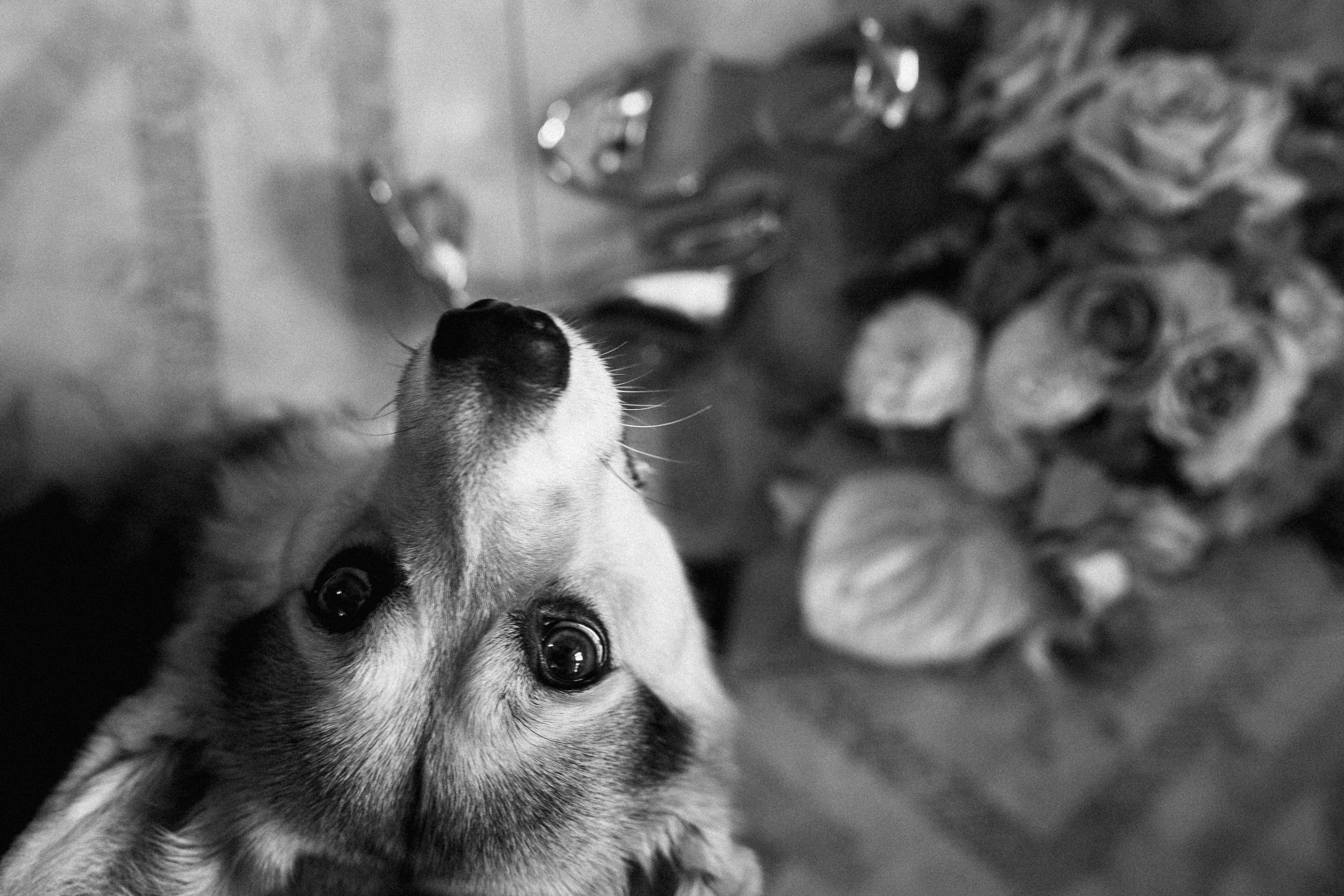 Свадьба Катя + Лёша. Свадебный фотограф Ярославль, Рыбинск