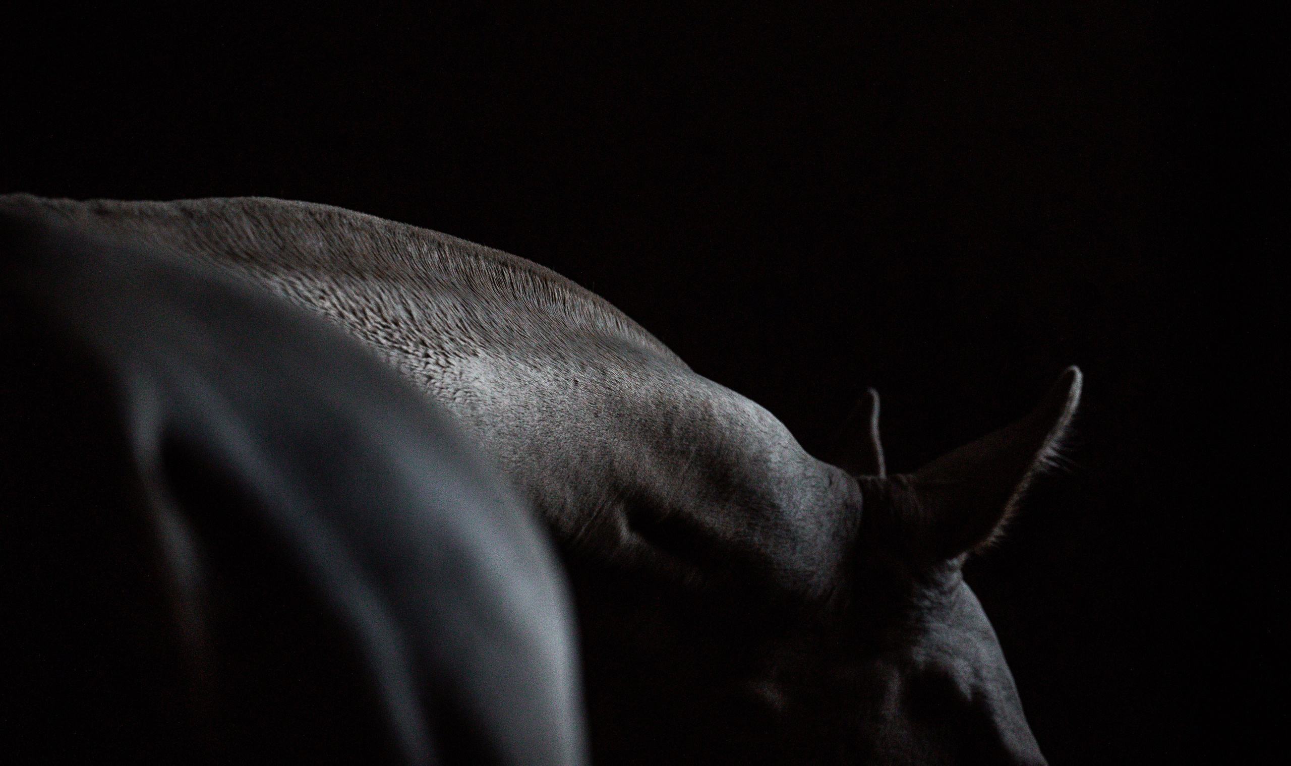 Akhalteke. Фотограф-анималист Ксендзова Кристина