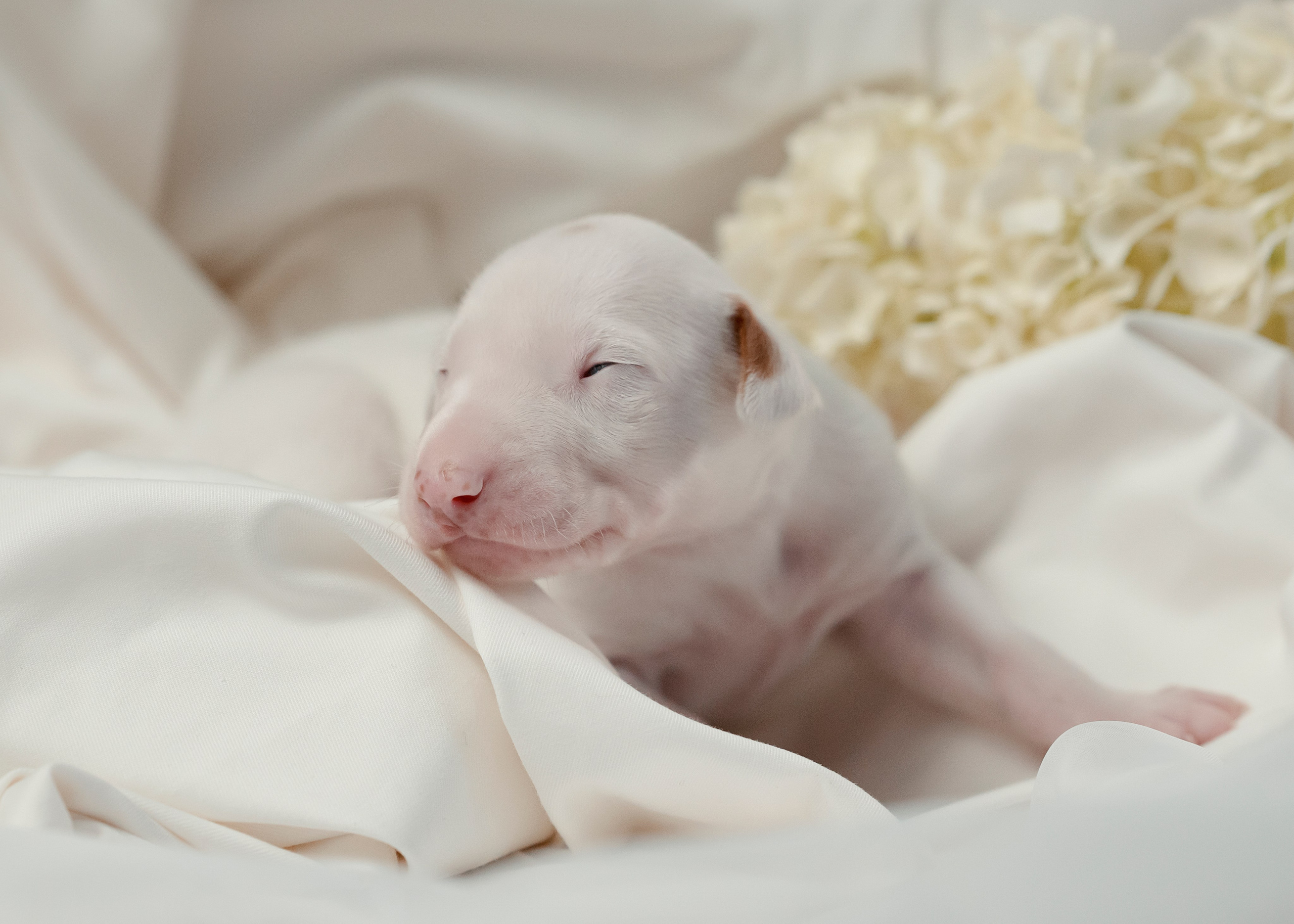 Поденки ибиценки. Фотограф- анималист Александра Матвеева