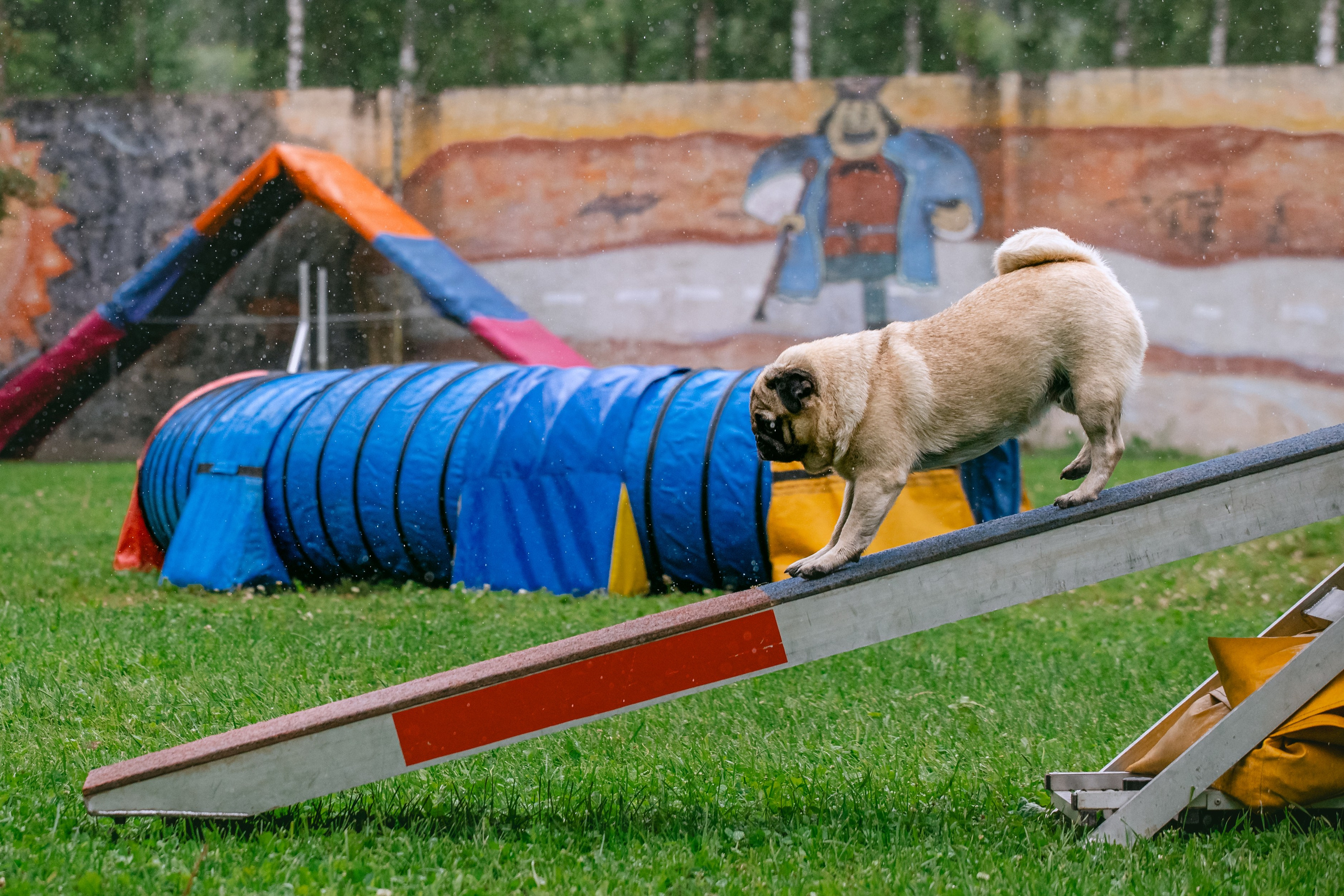 Соревнования по аджилити Долгопрудный 30.06.2025. Фотограф-анималист Татьяна Степанова