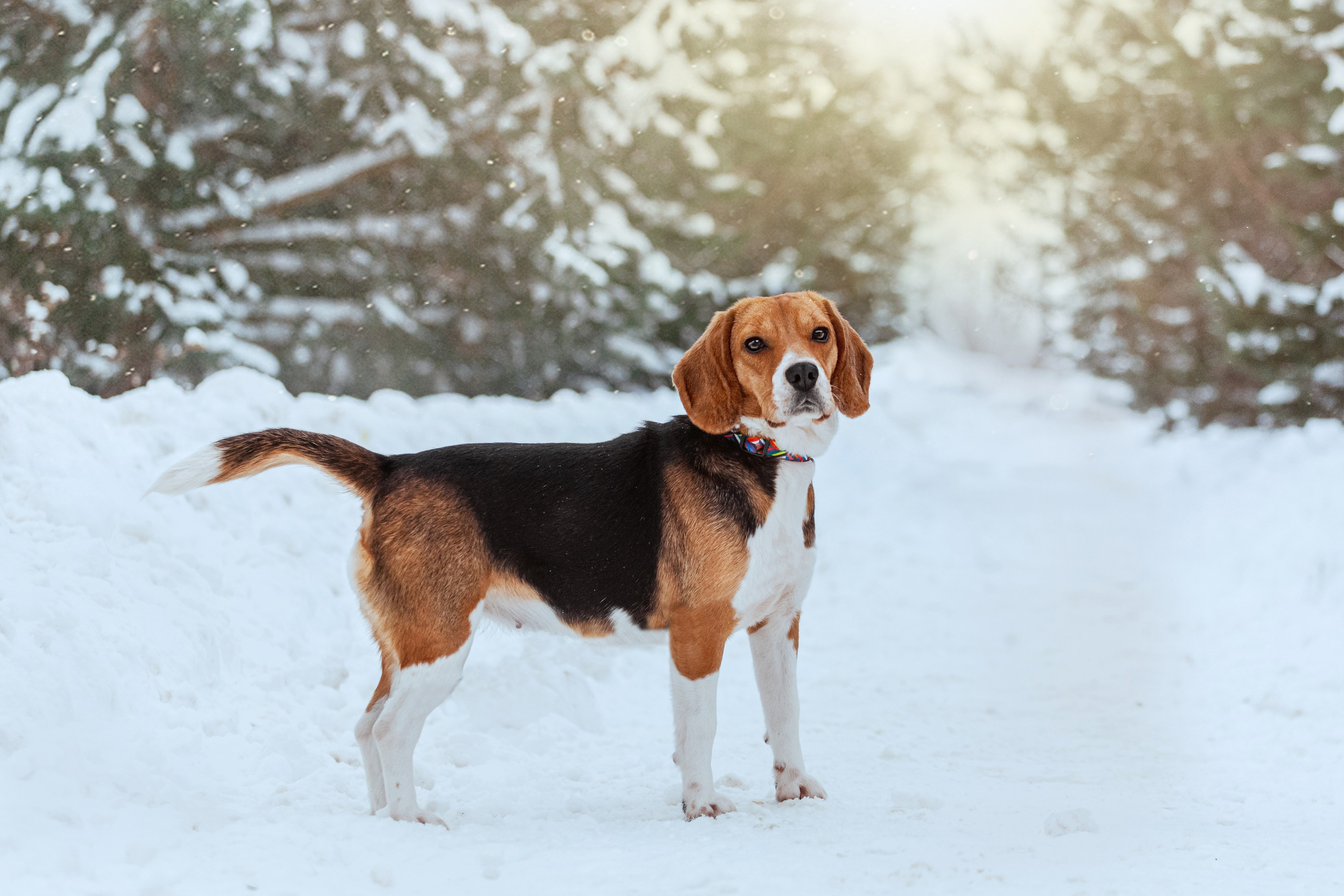 Дом для Биглей 2023. Фотограф-анималист Татьяна Степанова