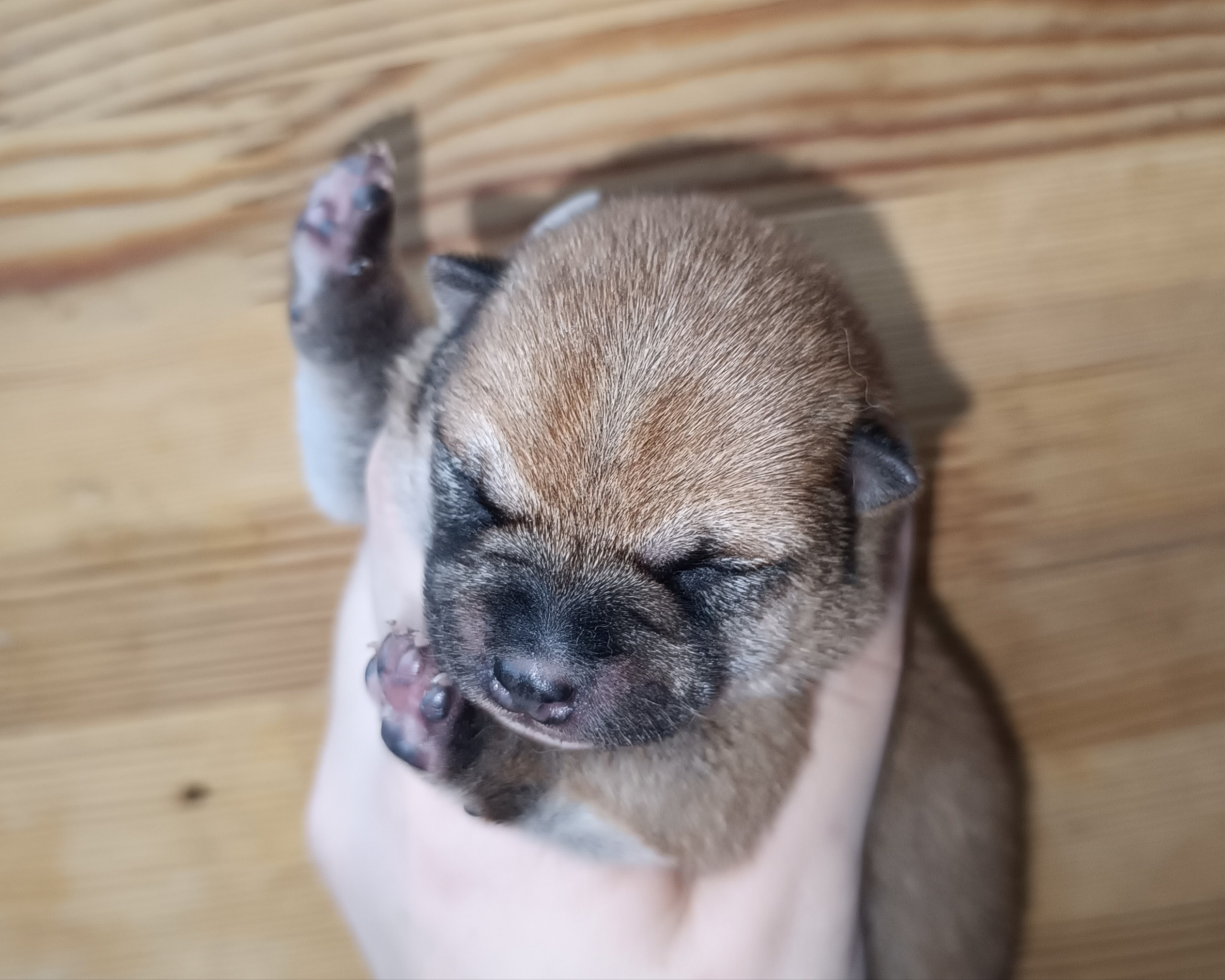 Rubylight Quincy. AMERICAN AKITA RUBYLIGHT KENNEL I SHIBA-INU