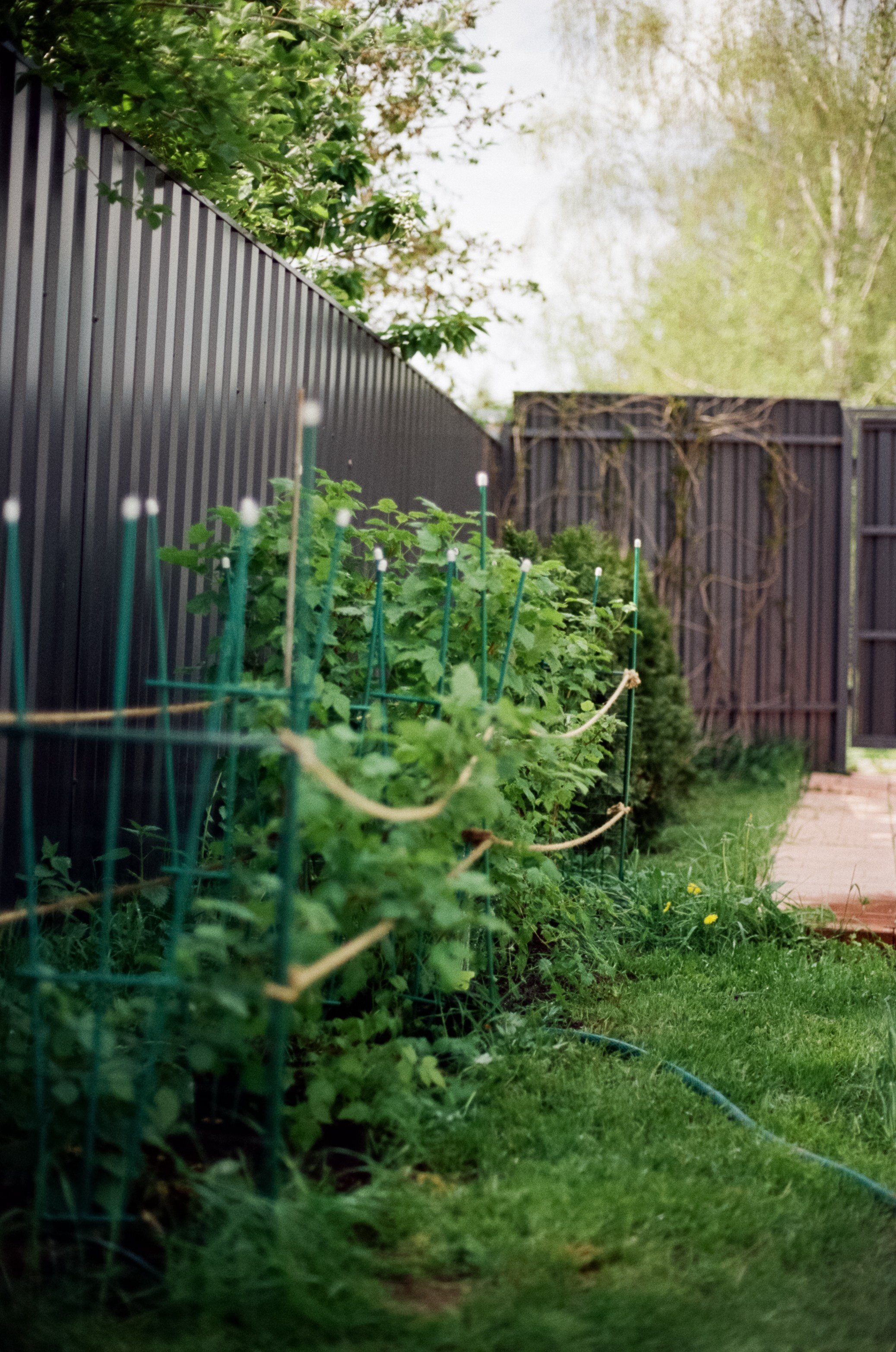 Nikon F100 — Micro-Nikkor-P.C Auto 55 mm f3.5 | май 2025 года | Давыдовское