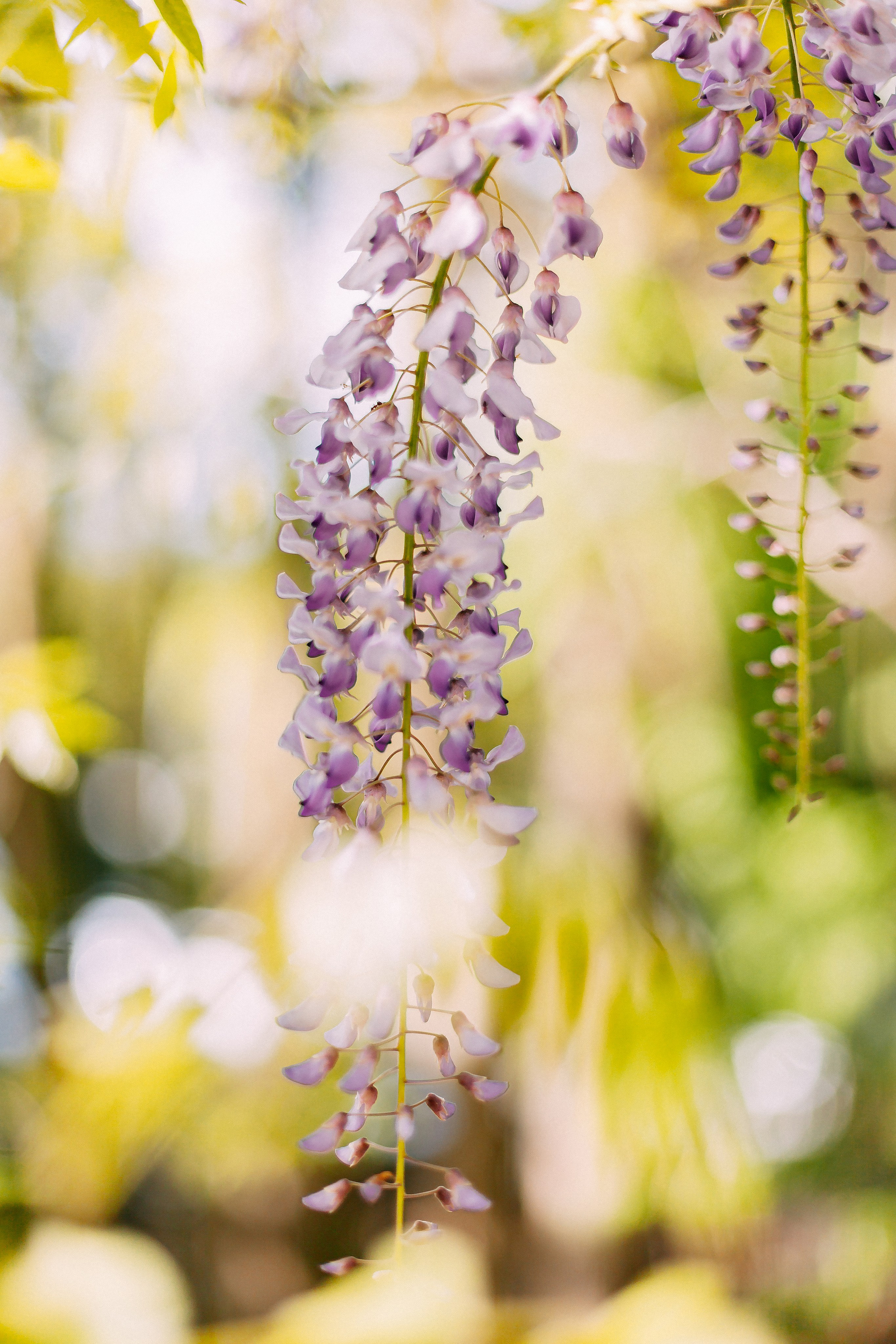 Сочи. Аня Степанова