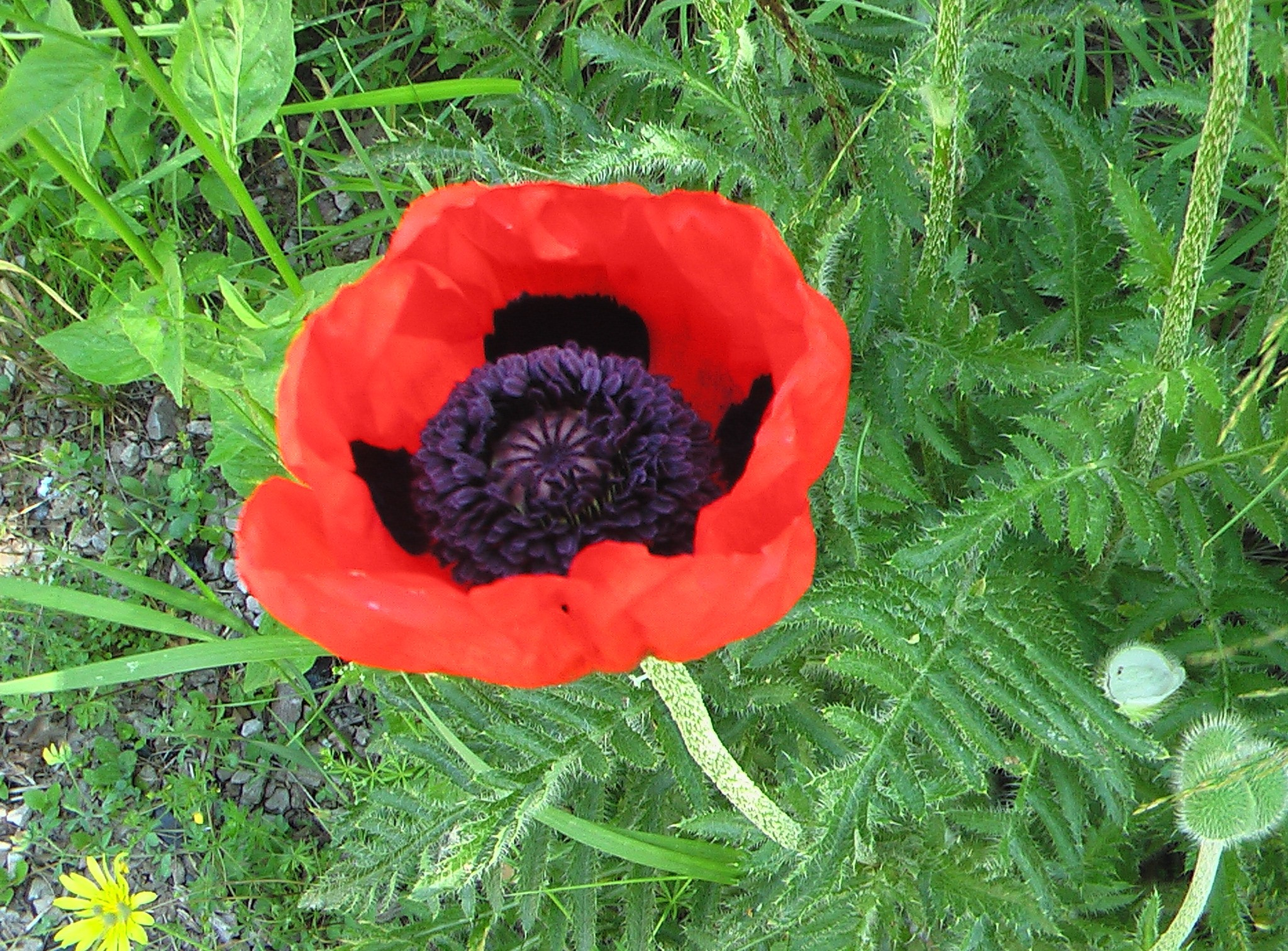 Армения. Главная