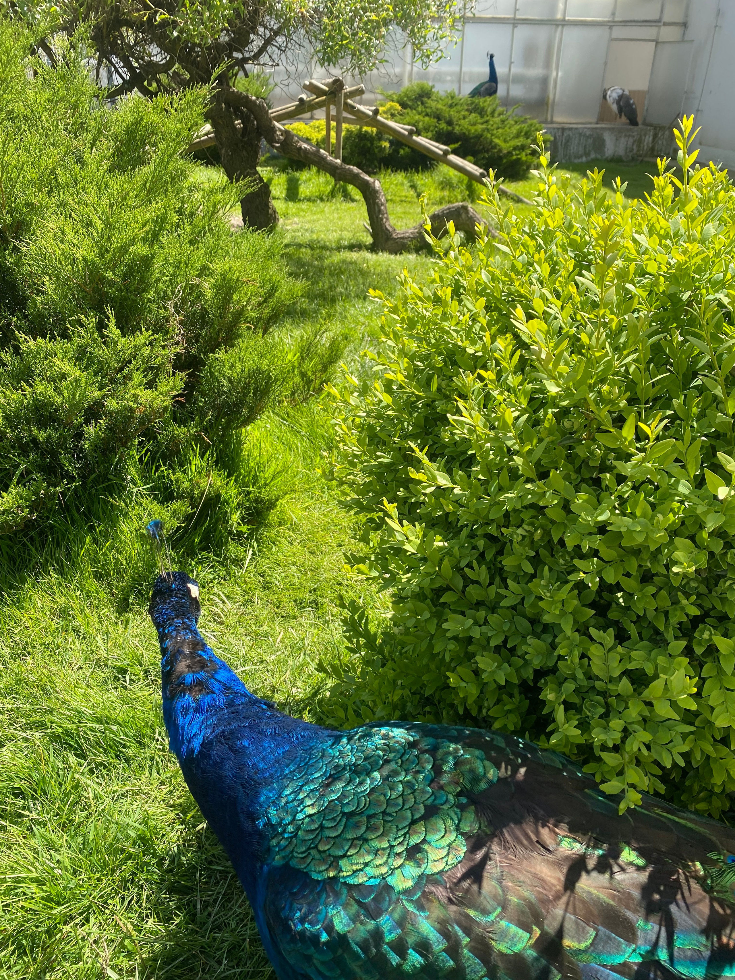 Валбджих. Своя Мастерская