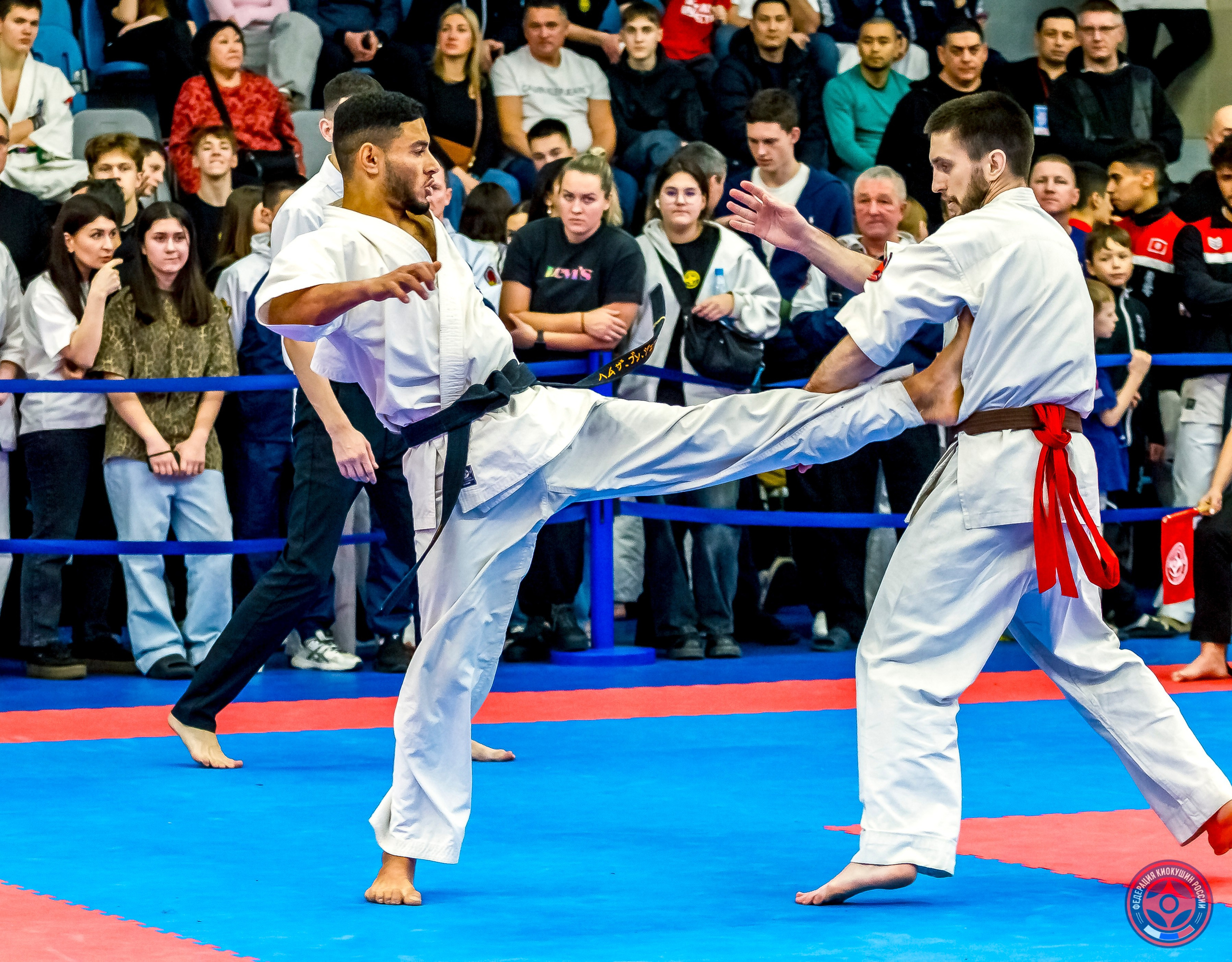 Международный турнир по киокушин «Открытый кубок Seiken». Репортажная съемка в Москве и области. Анималистика