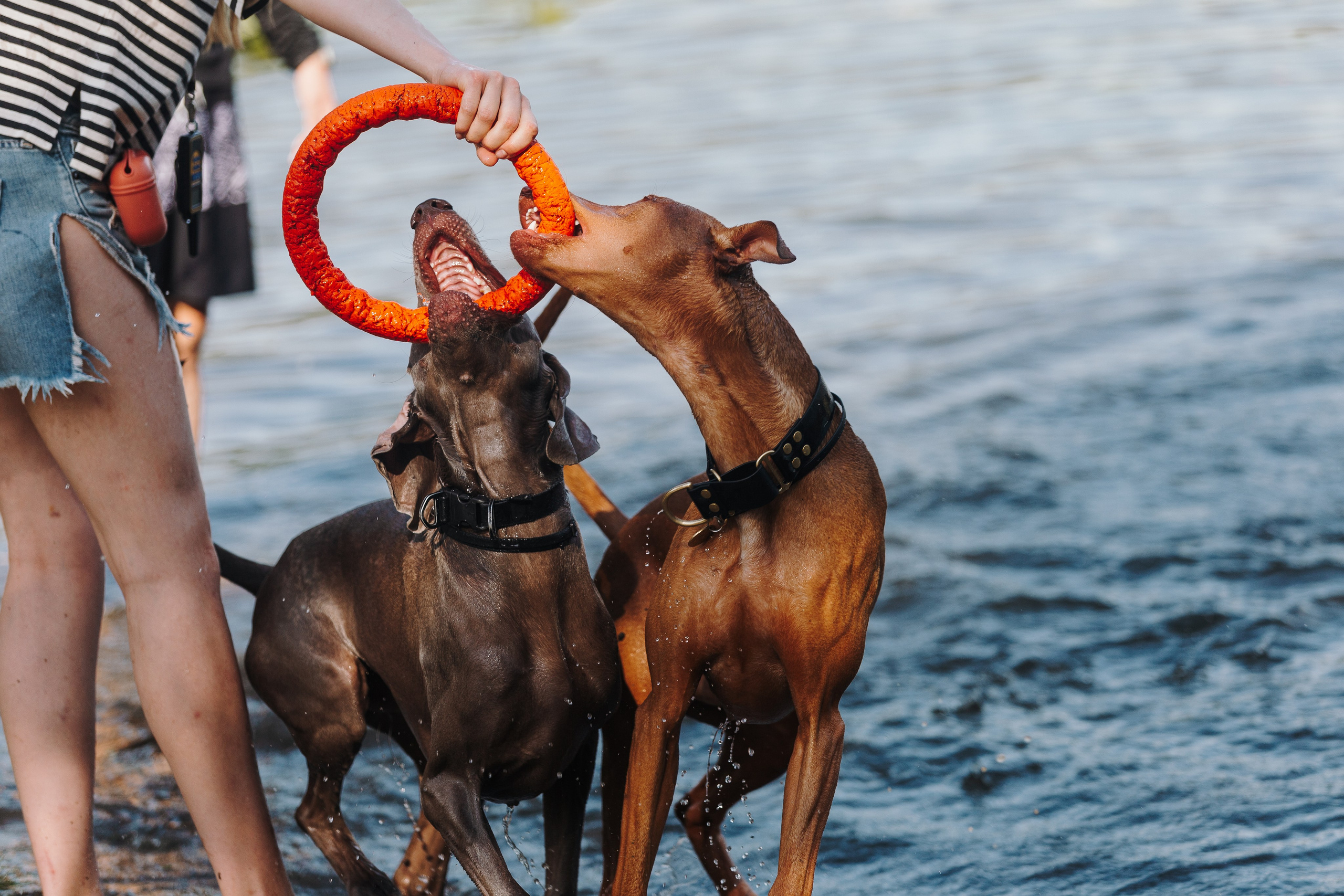 Petshop Sup day. Фотограф анималист Кристина Карпова, Москва