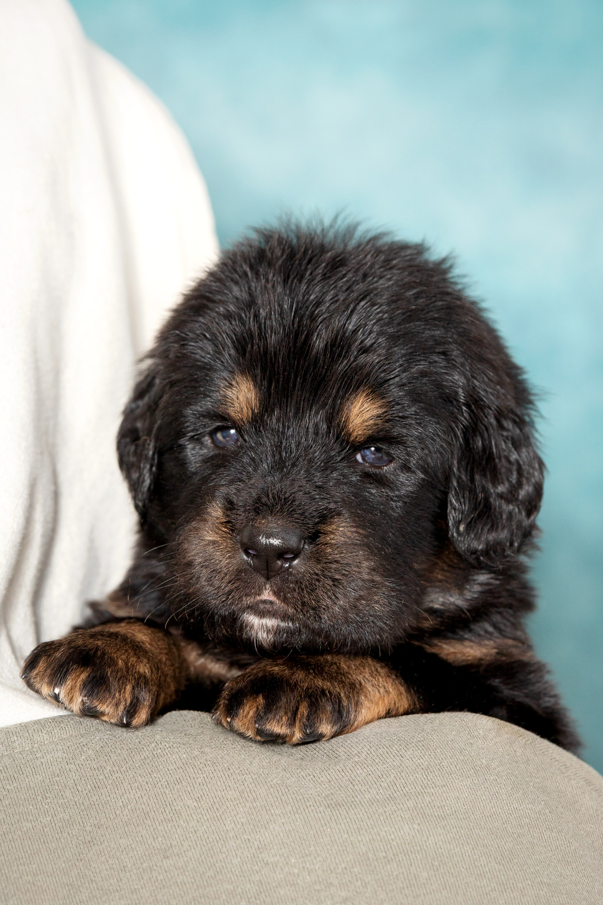 Тибетский мастиф. Юлия Микульская. Рыбинск