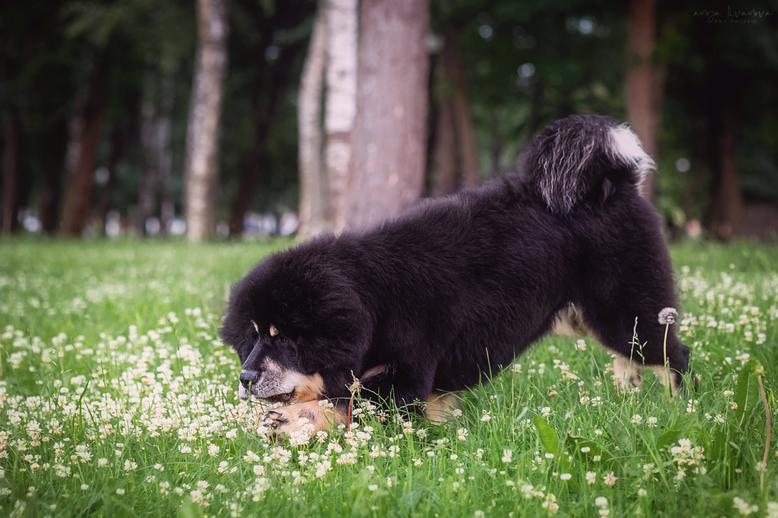 Лео. Фотограф анималист Аня Ливанова | Рыбинск
