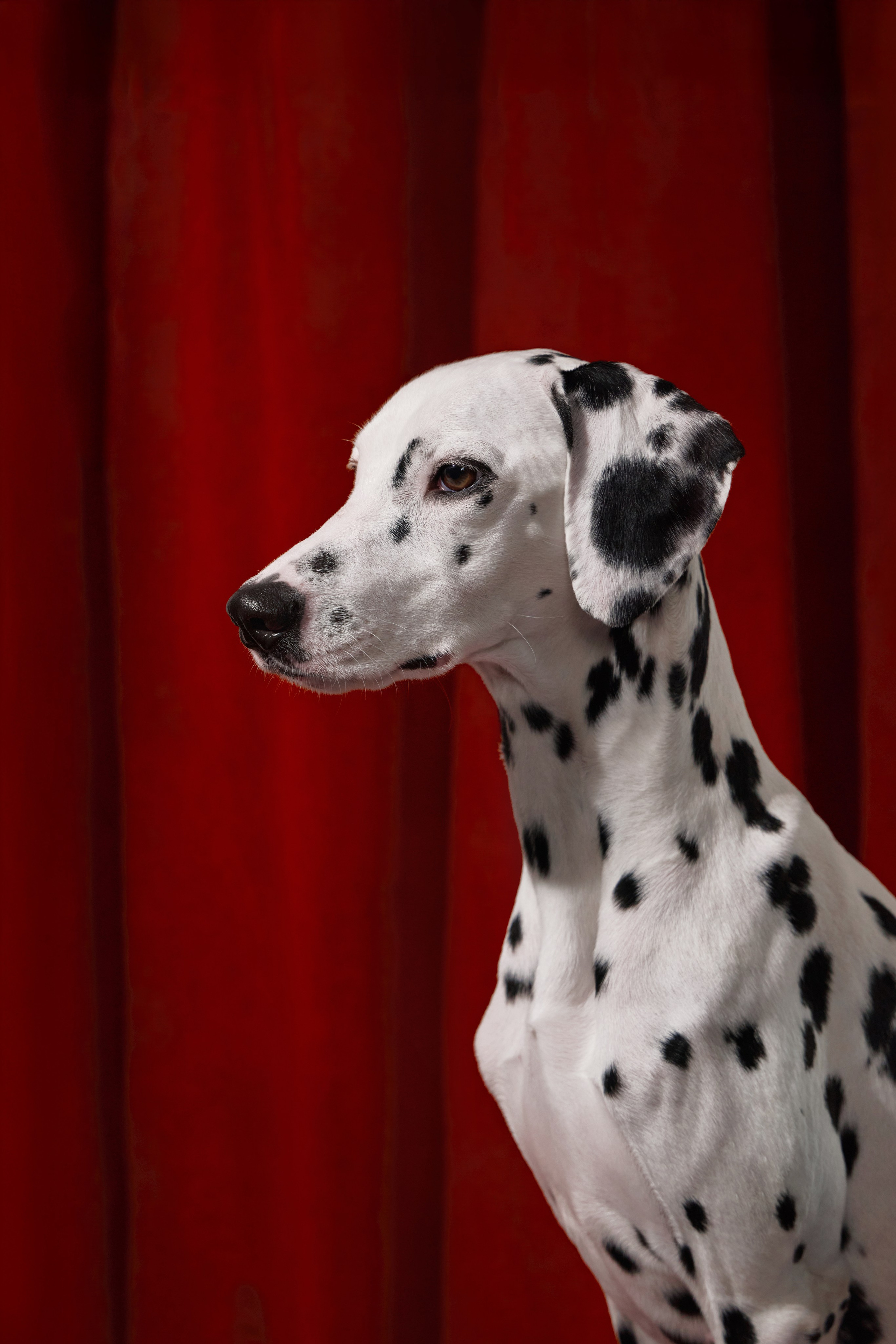 Dalmatian Form. Dog Photographer Anna Averianova | Art & Commercial Pet Photography