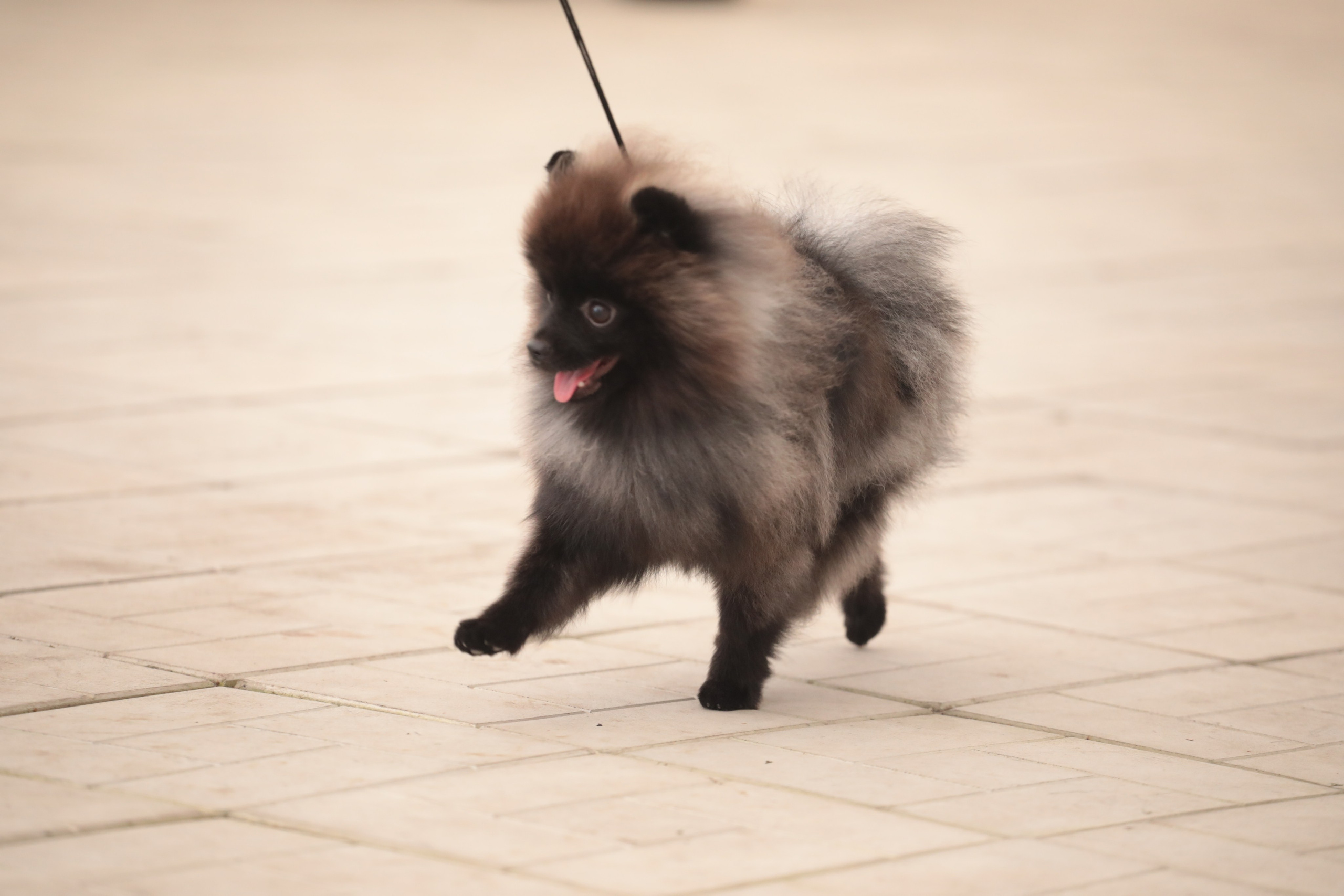 Выставка собак РКФ. Фотограф Екатерина Козловская