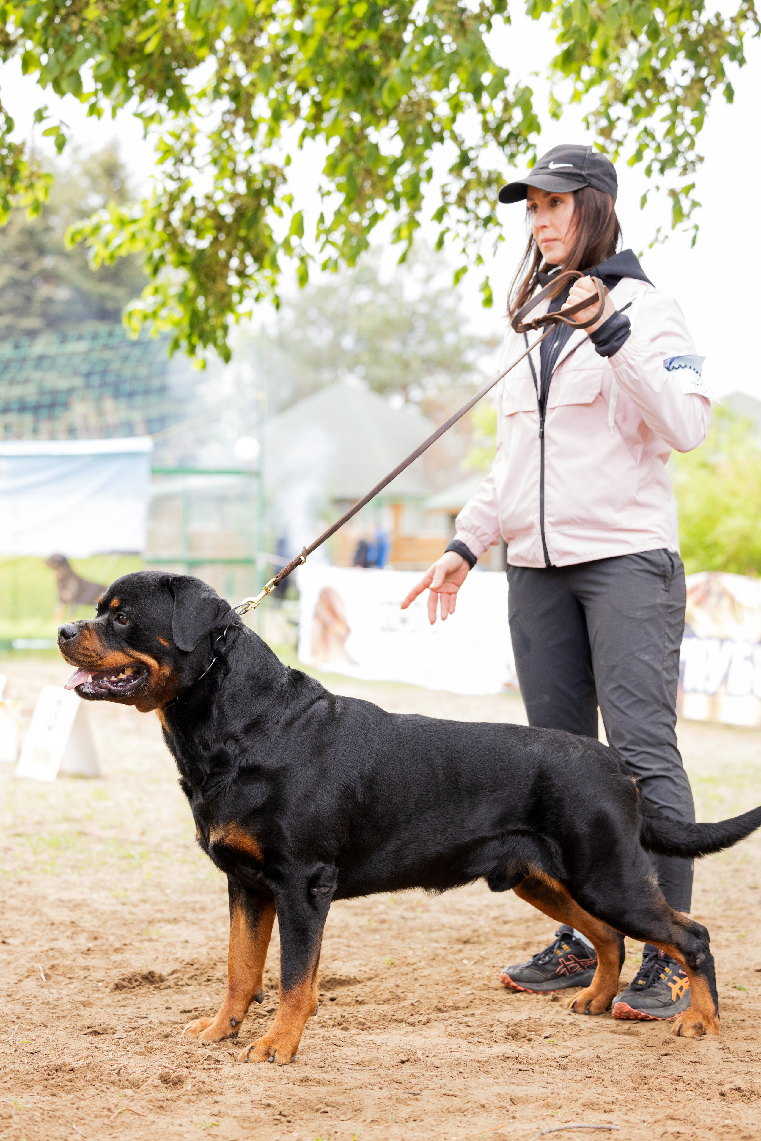 Саратов моно ротвейлеров 26-27.04.2025. Фотограф-анималист Юлия Германика