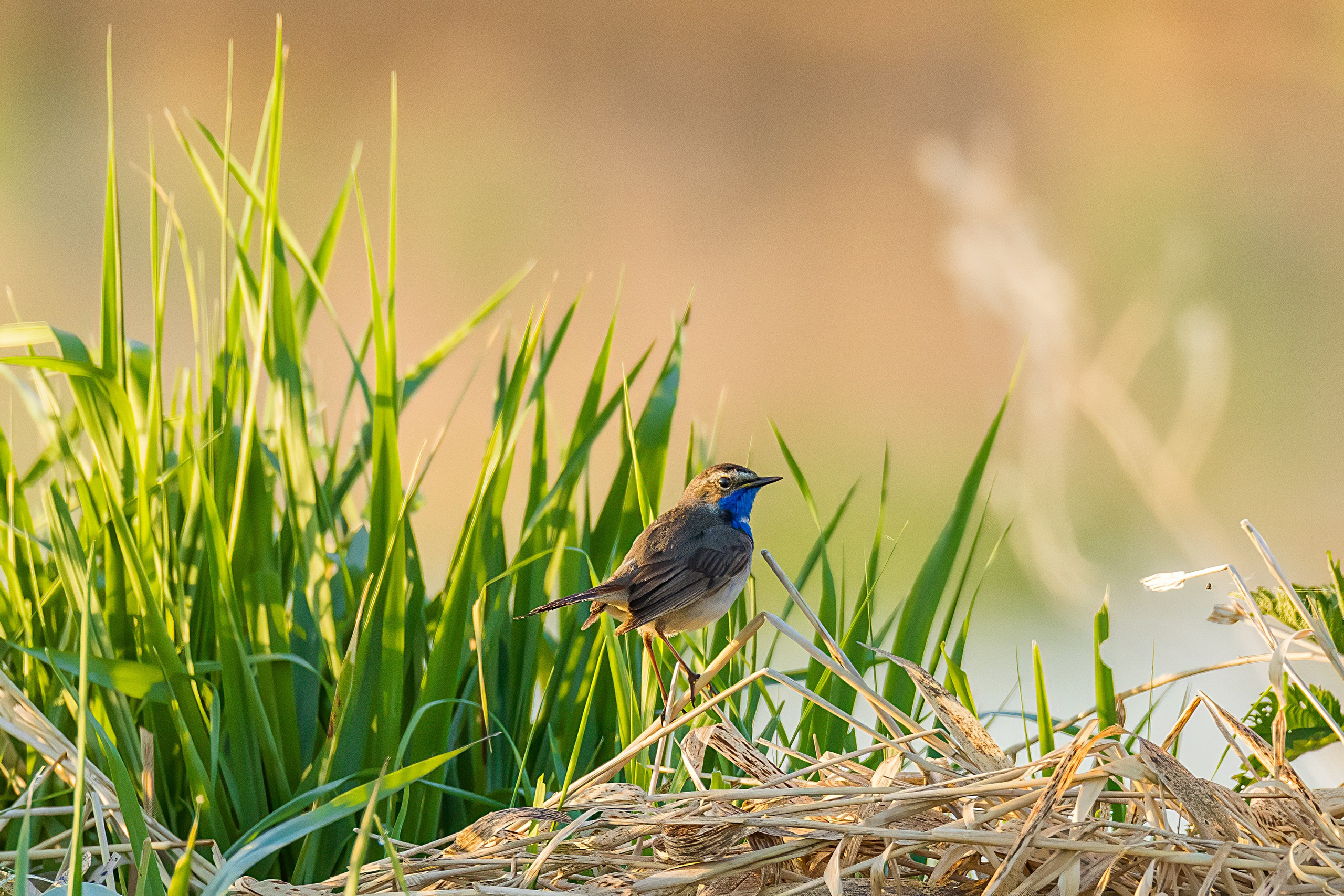 Варкуша. Photomantis