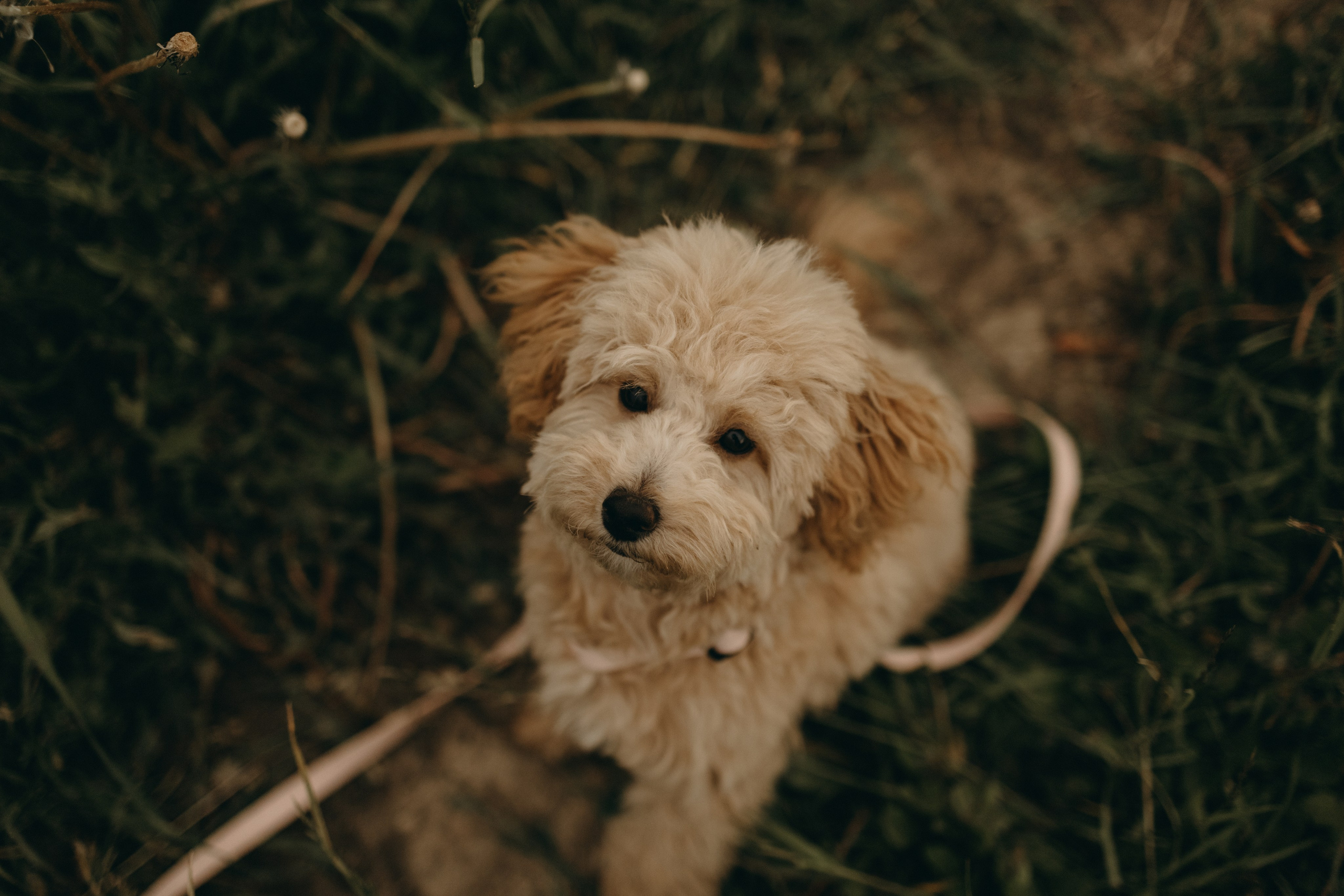 Мия и ее семья. Фотограф — Анималист | Санкт-Петербург