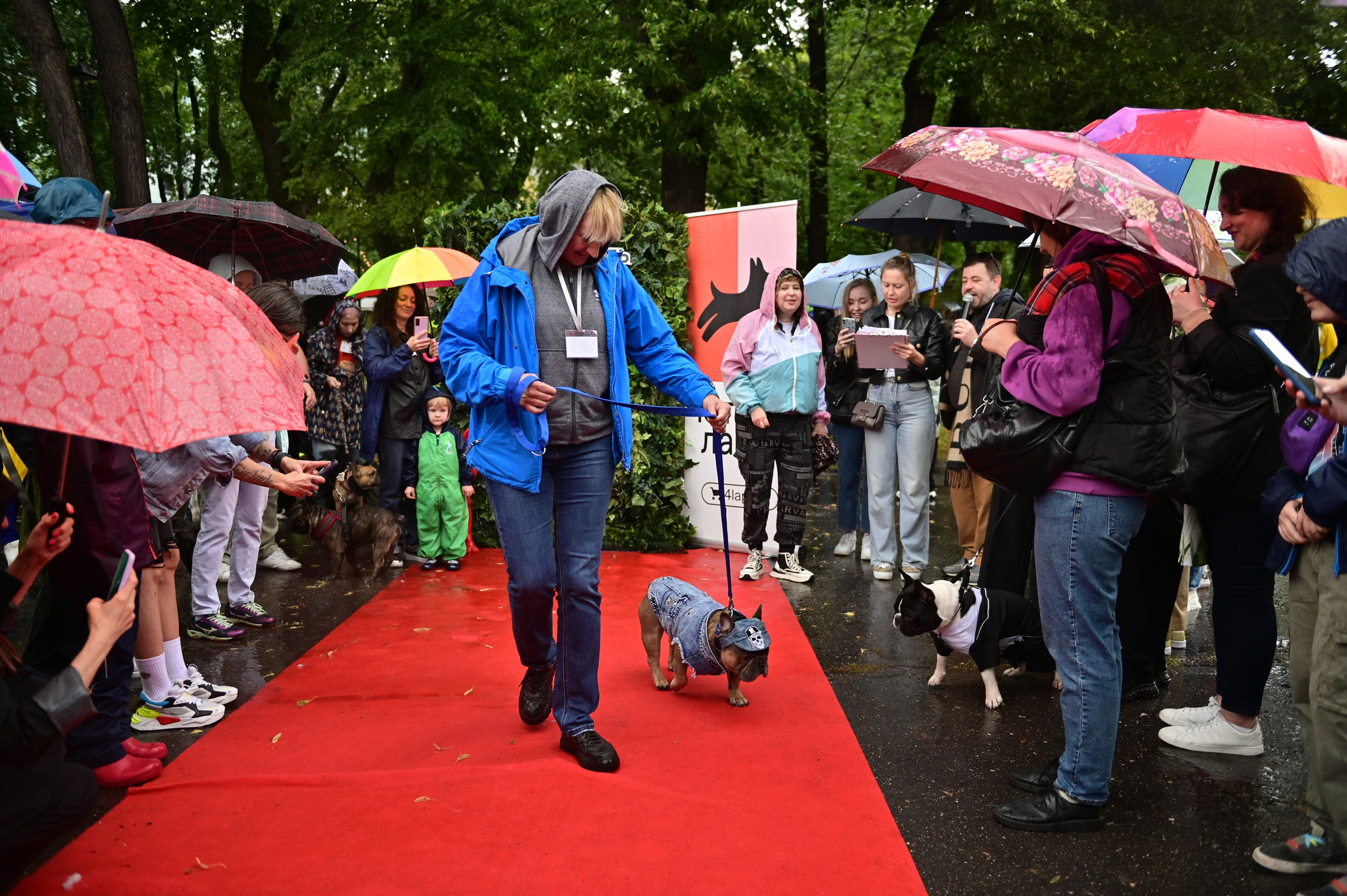 Парад французский бульдогов. Анна Пушина, фотограф, Москва, Королев, Пушкино