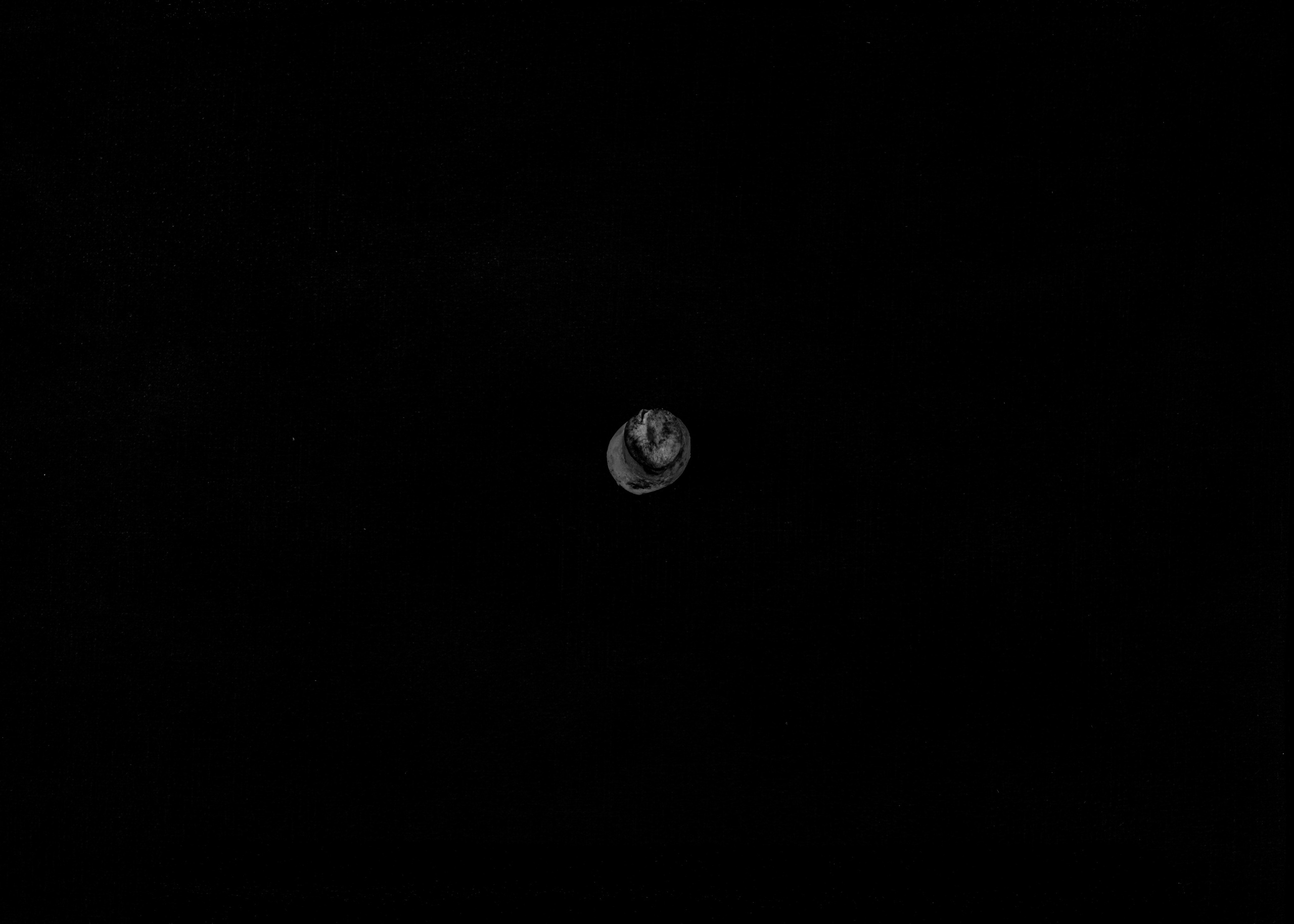 Mushrooms. Главная