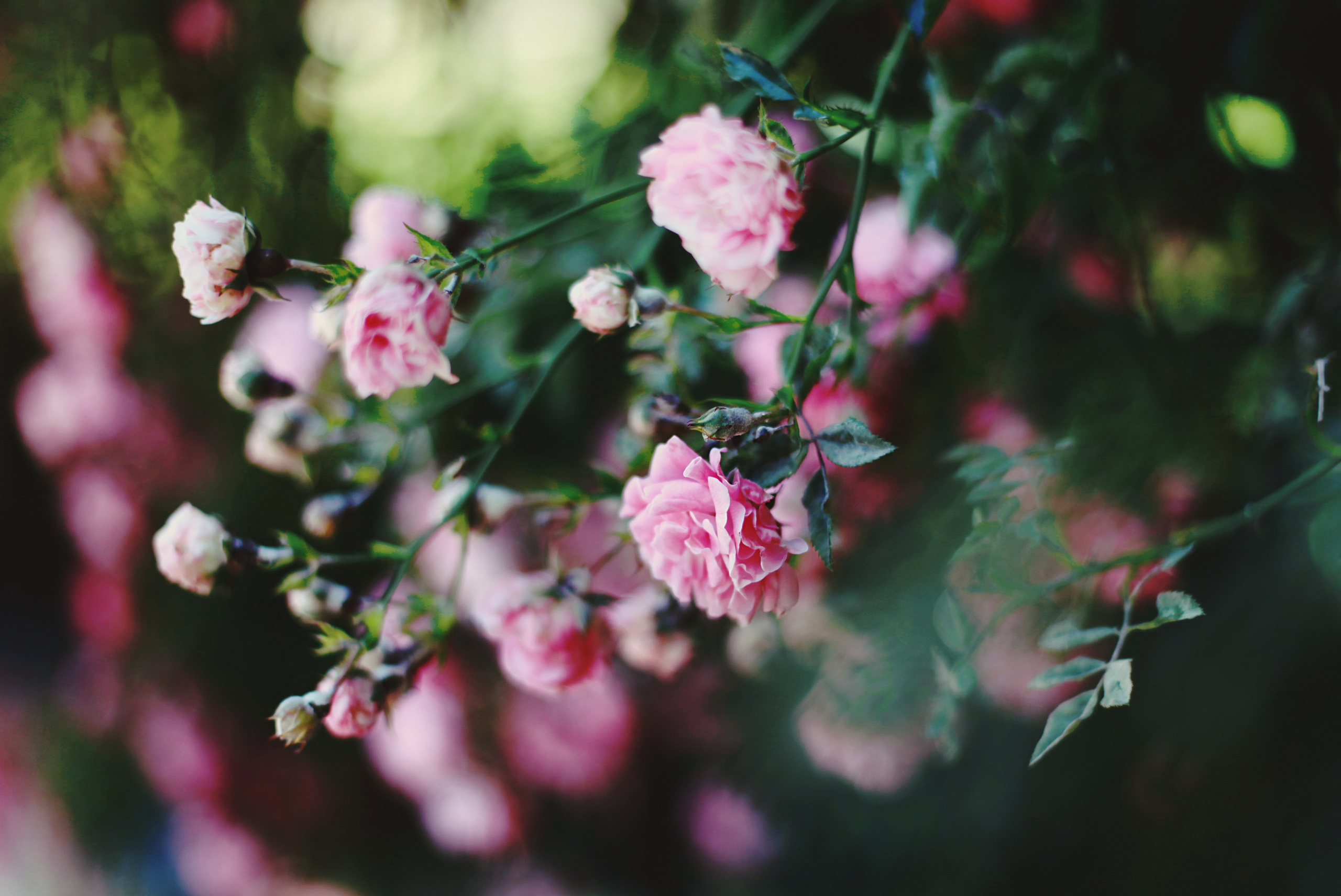 Болгария. Аня Степанова