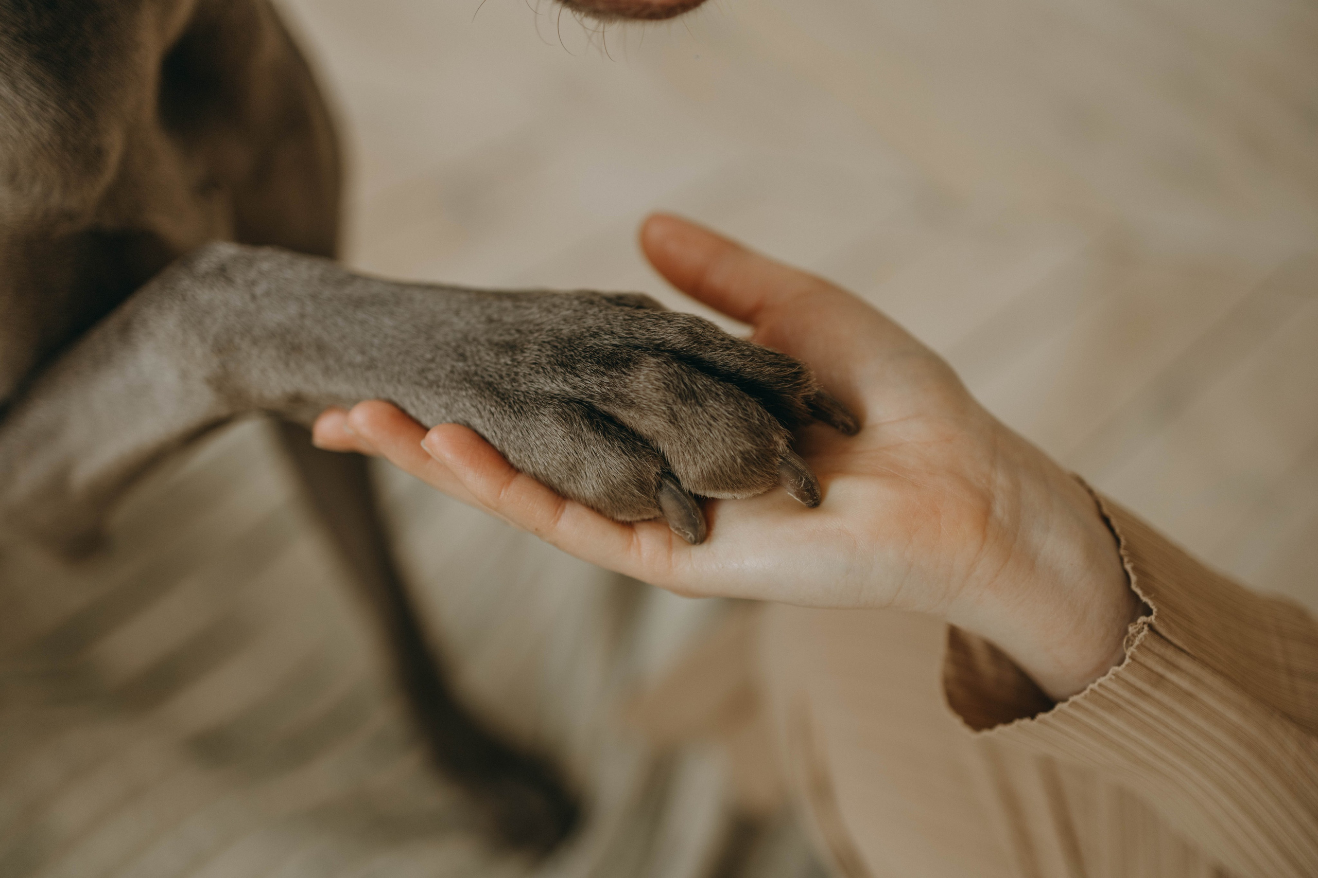 Фотосессия в студии с собакой. Фотограф-анималист в Екатеринбурге | Кристина