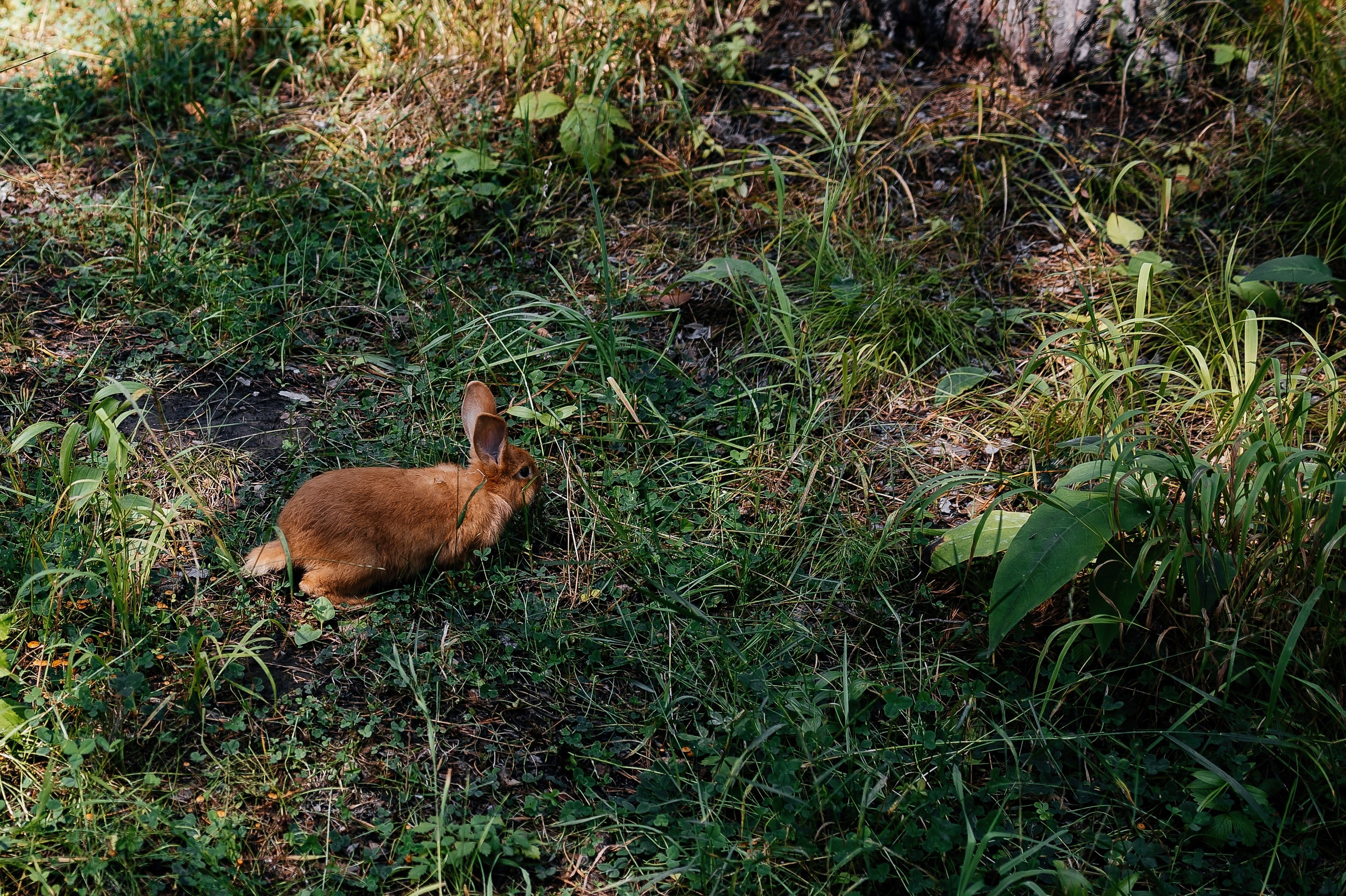 Свадебная фотосессия Новосибирск. Свадебный фотограф Новосибирск