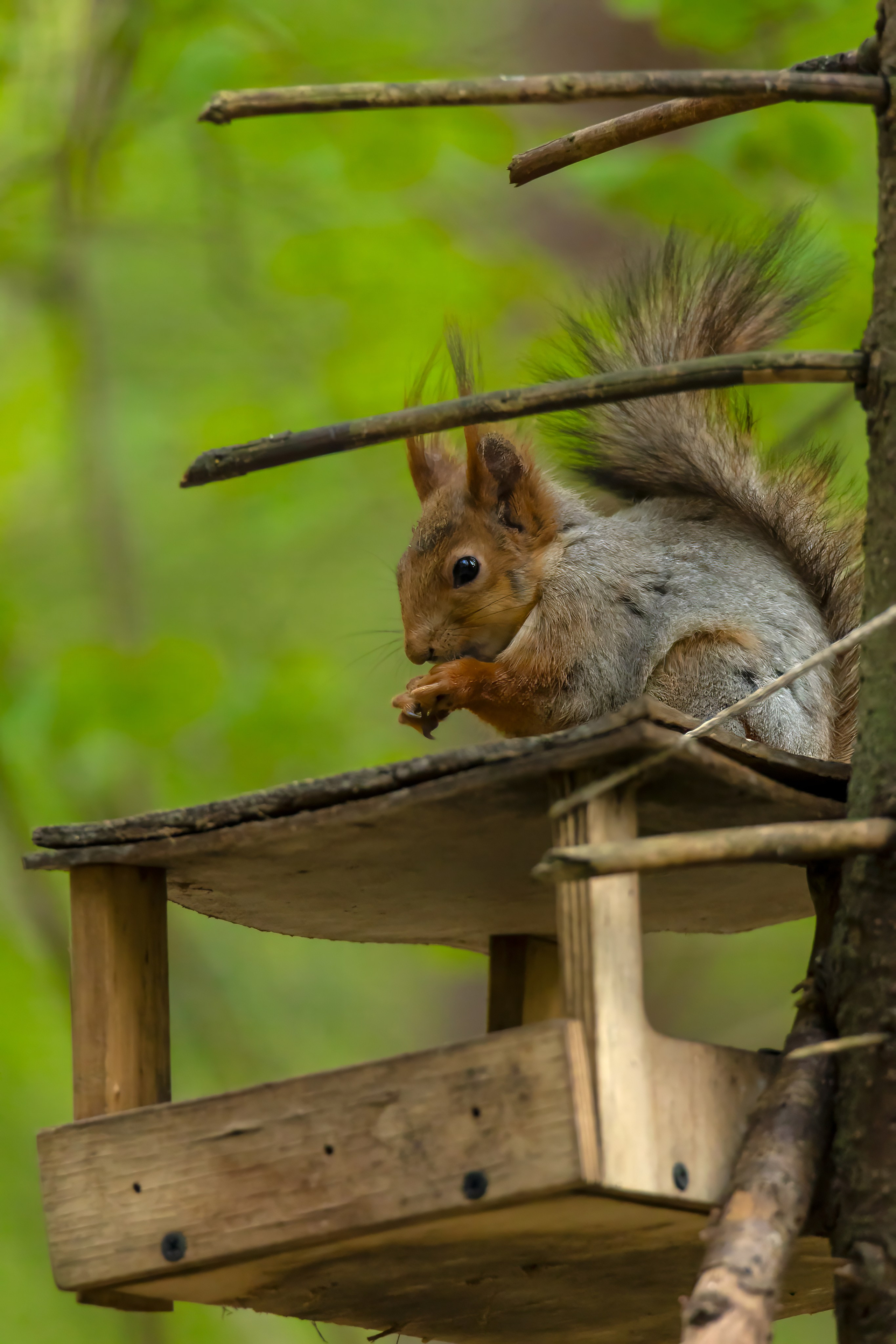 Дикая природа. Photomantis